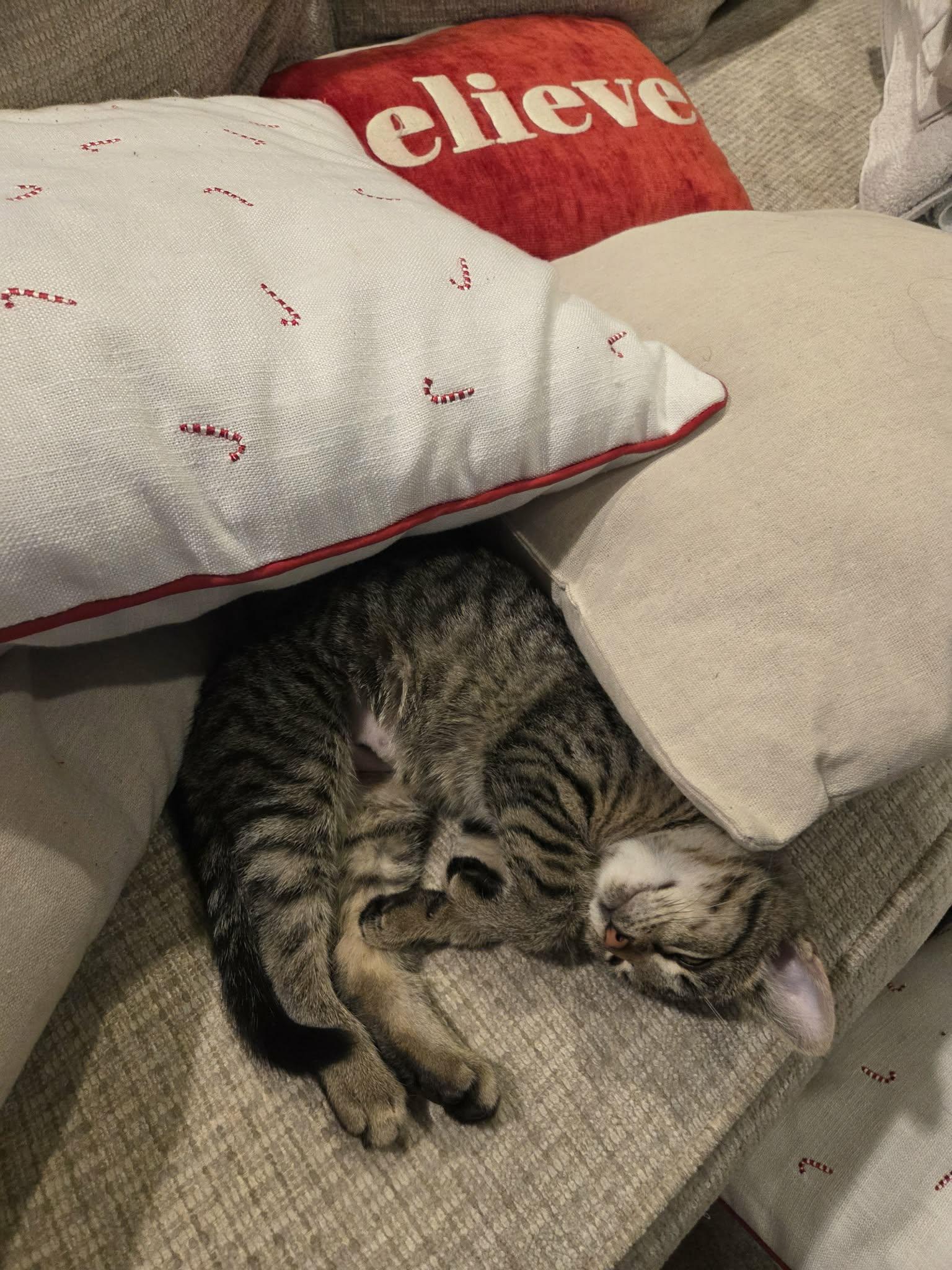 Enlarge Bart, a Adoptable Domestic Short Hair in Wading River, NY image 5/5