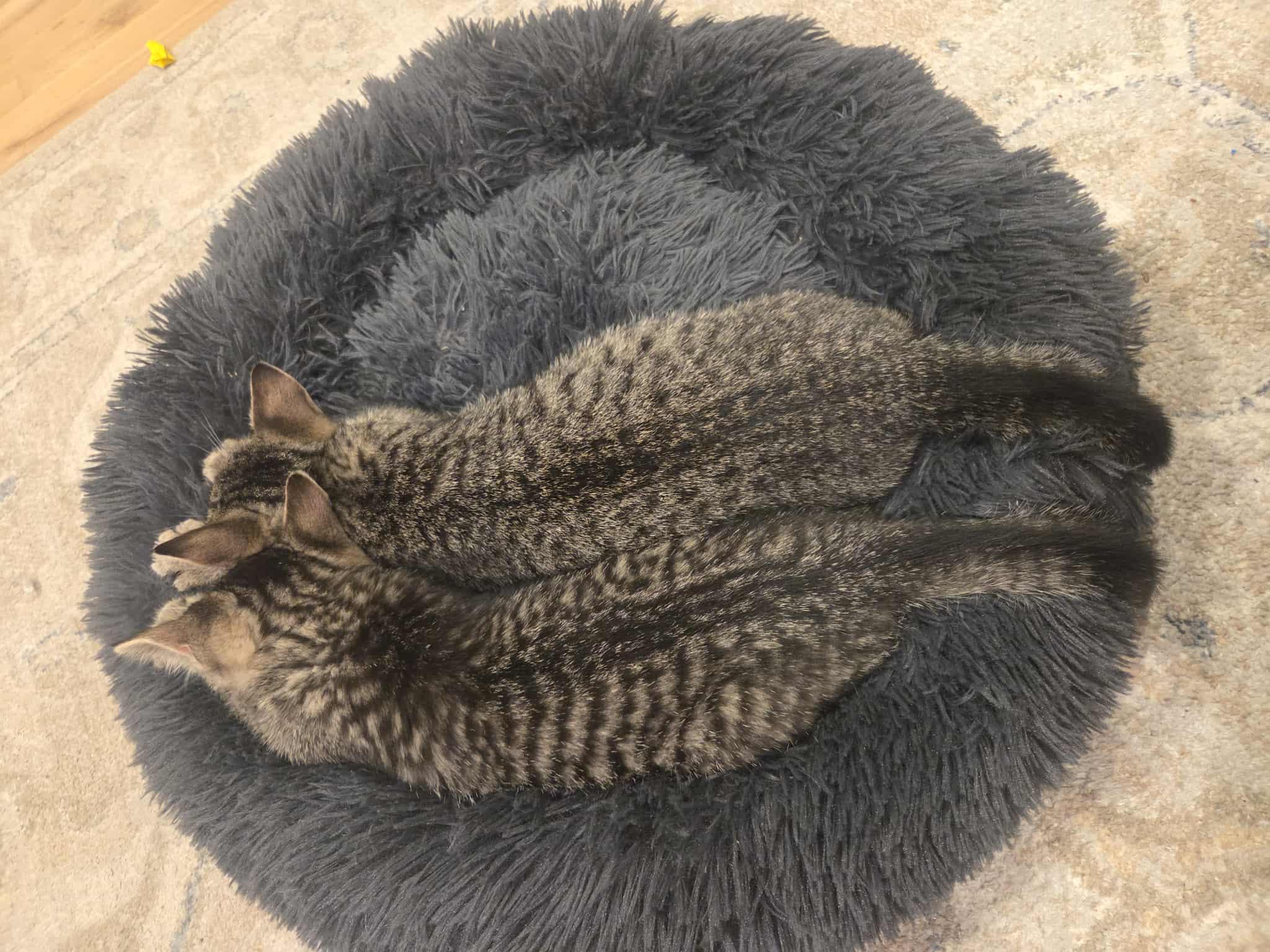 Enlarge Bart, a Adoptable Domestic Short Hair in Wading River, NY image 4/5