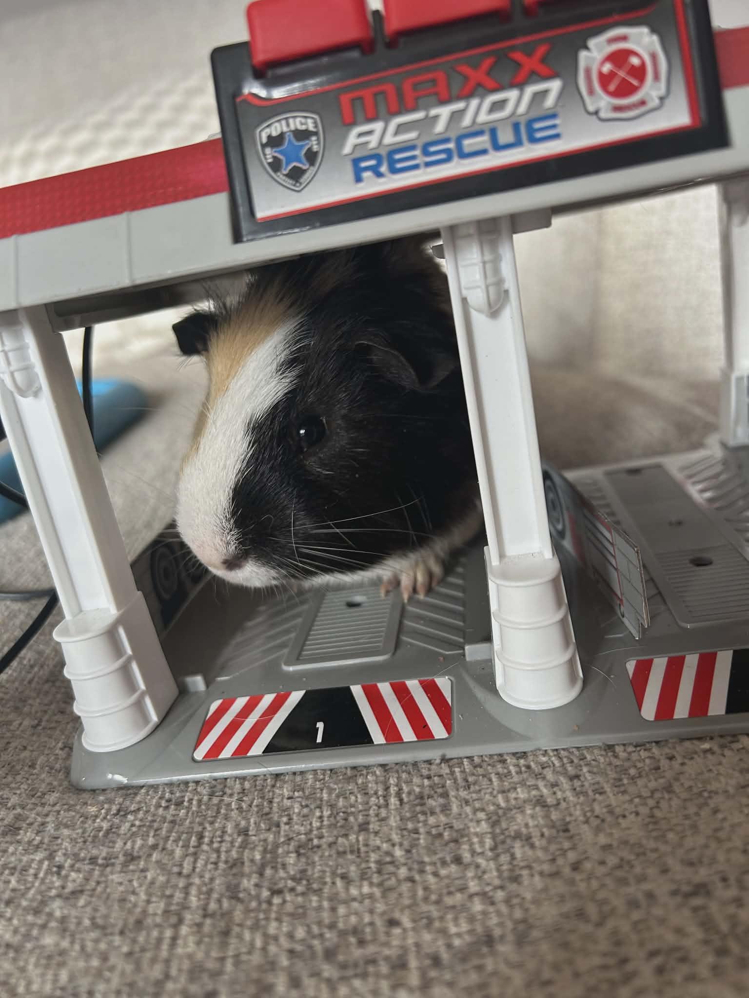 Hopper and Skipper, Adoptable, Young Male Guinea Pig.