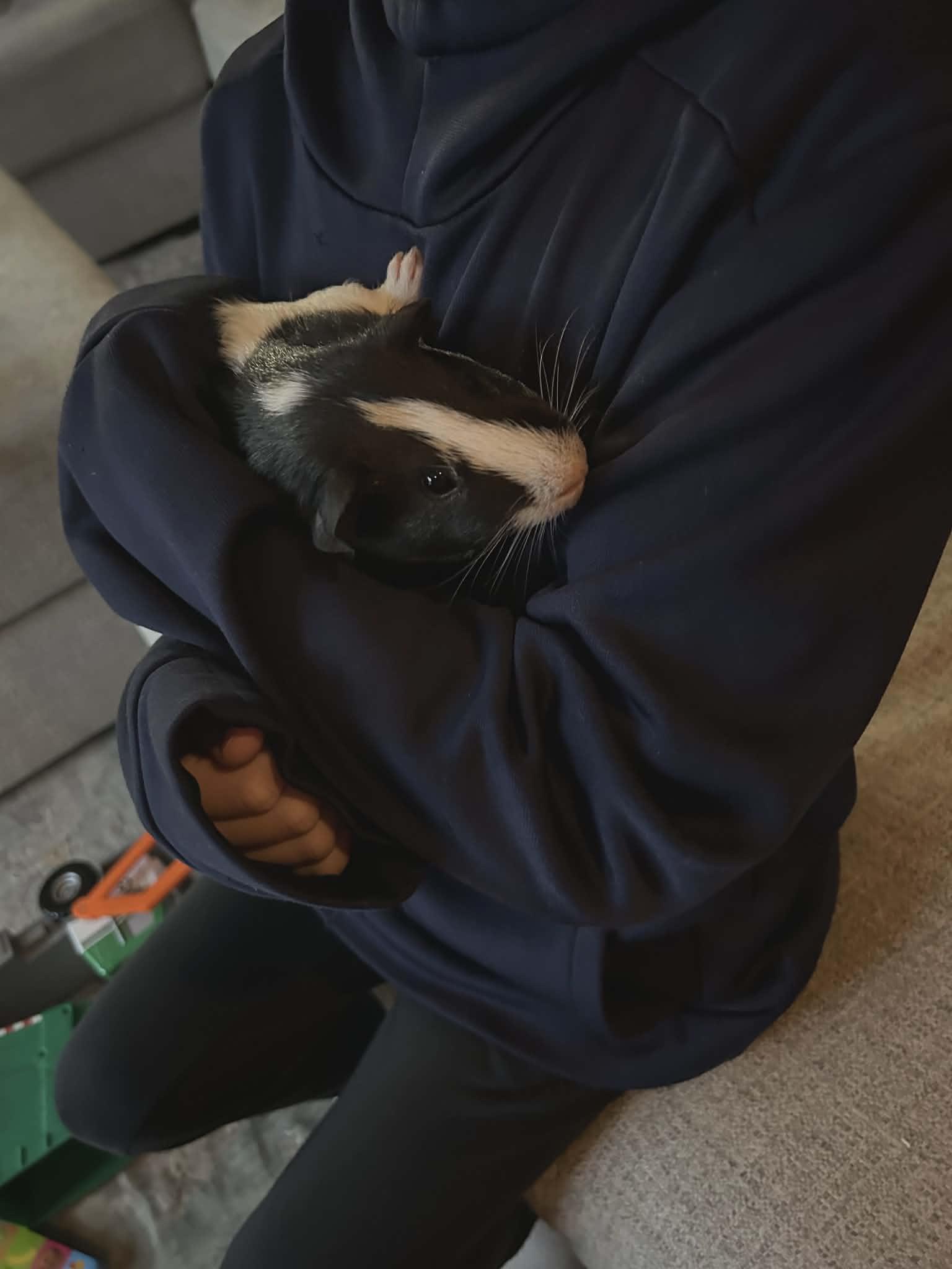 Enlarge Hopper and Skipper, a Adoptable Guinea Pig in hinckley, IL image 2/3