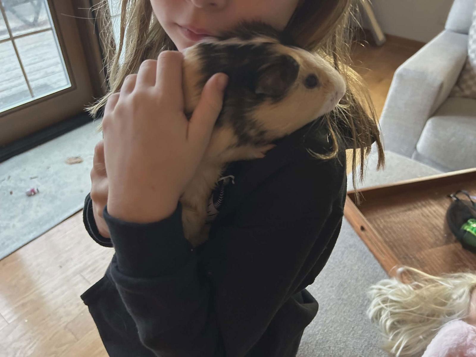 Enlarge Hopper and Skipper, a Adoptable Guinea Pig in hinckley, IL image 3/3