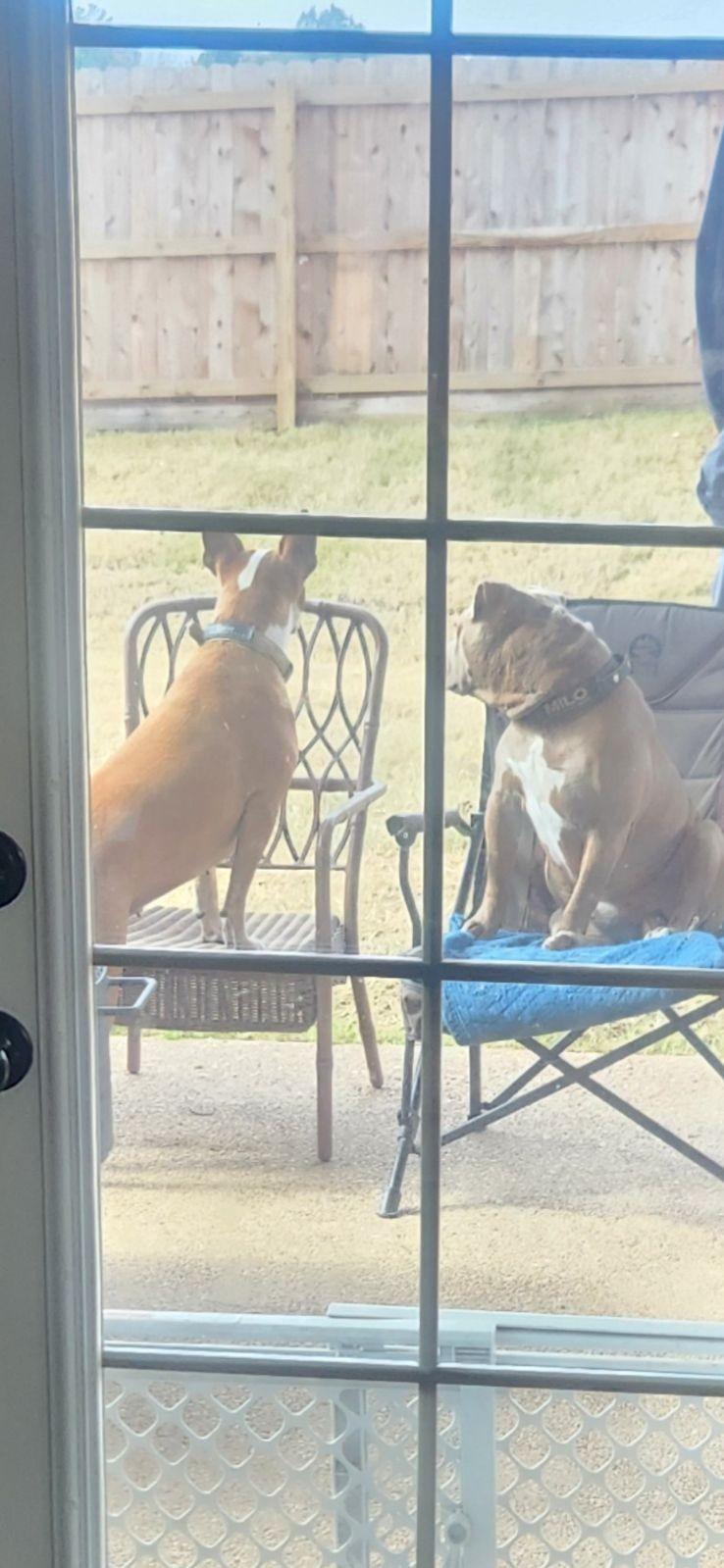 Callie, a Adoptable American Bulldog in Dyersburg, TN image 4/5