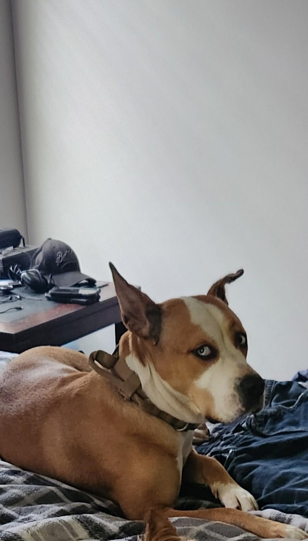 Callie, Adoptable, Adult Female American Bulldog.