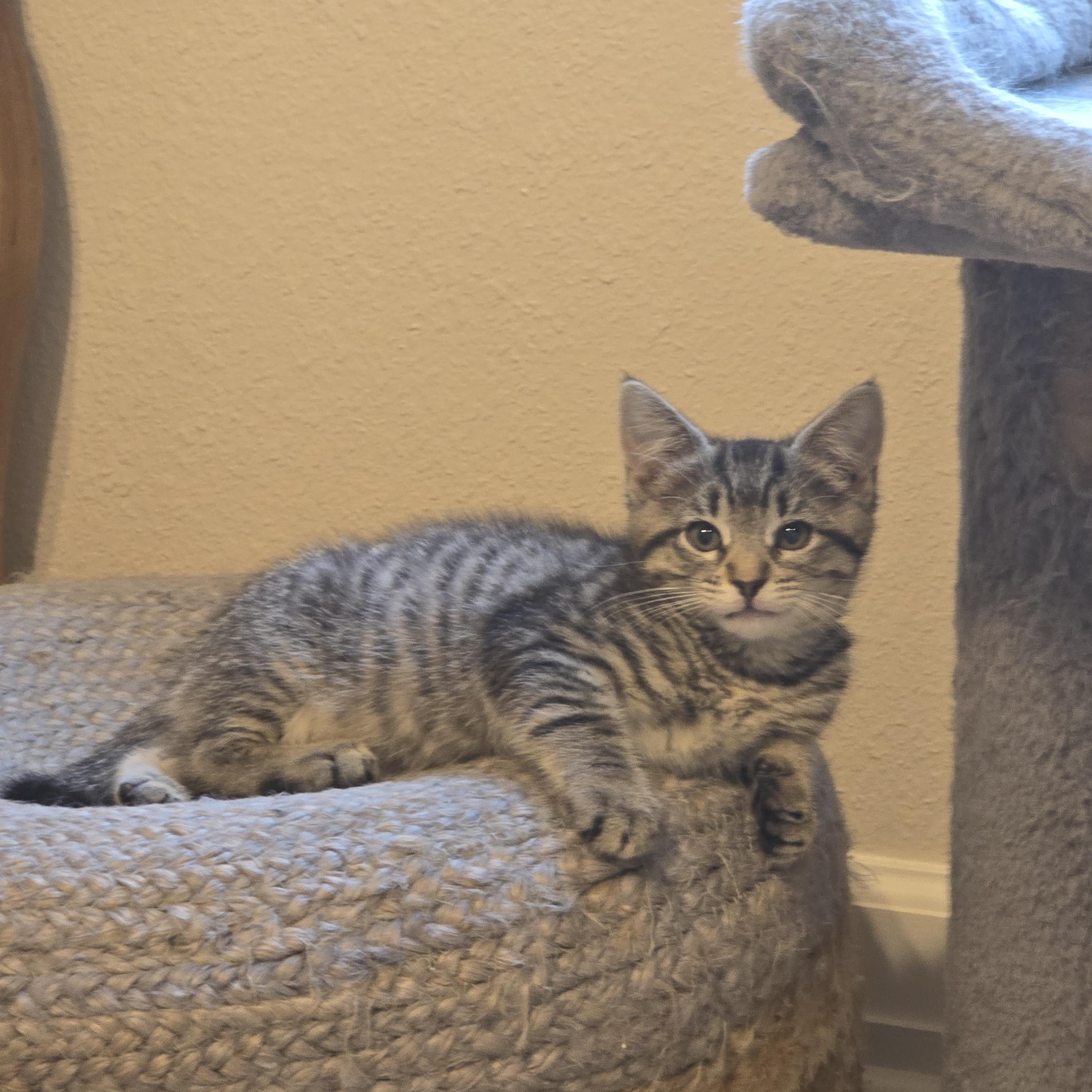 Enlarge Mist, a Adoptable Tabby in Fresno, CA image 2/4