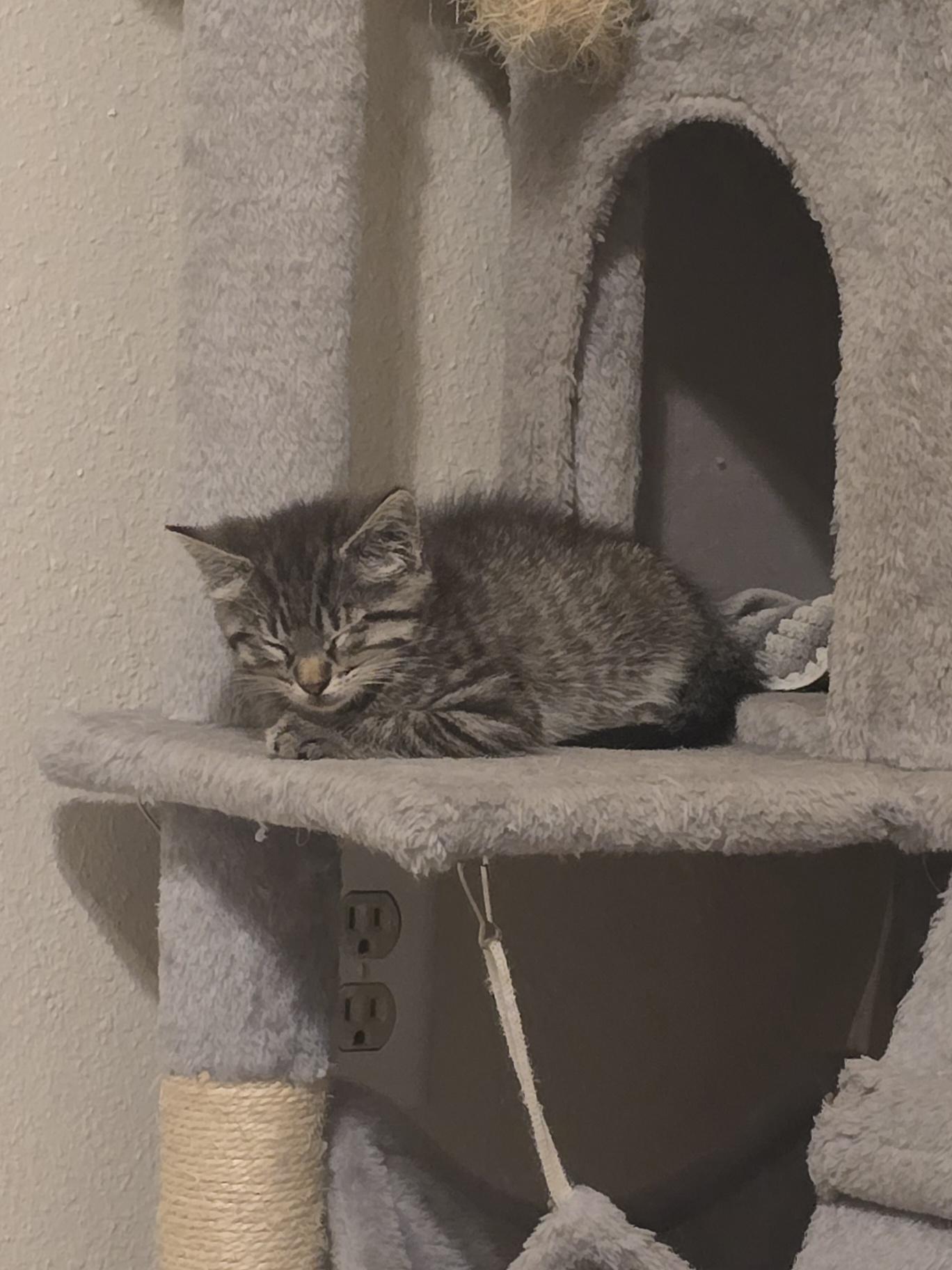 Enlarge Mist, a Adoptable Tabby in Fresno, CA image 3/4