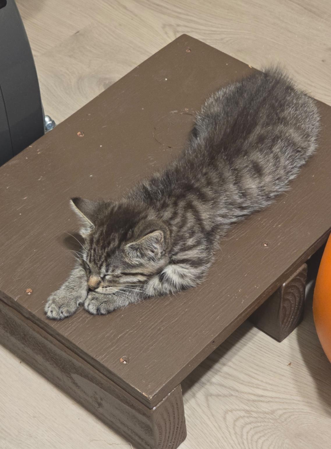 Enlarge Mist, a Adoptable Tabby in Fresno, CA image 4/4