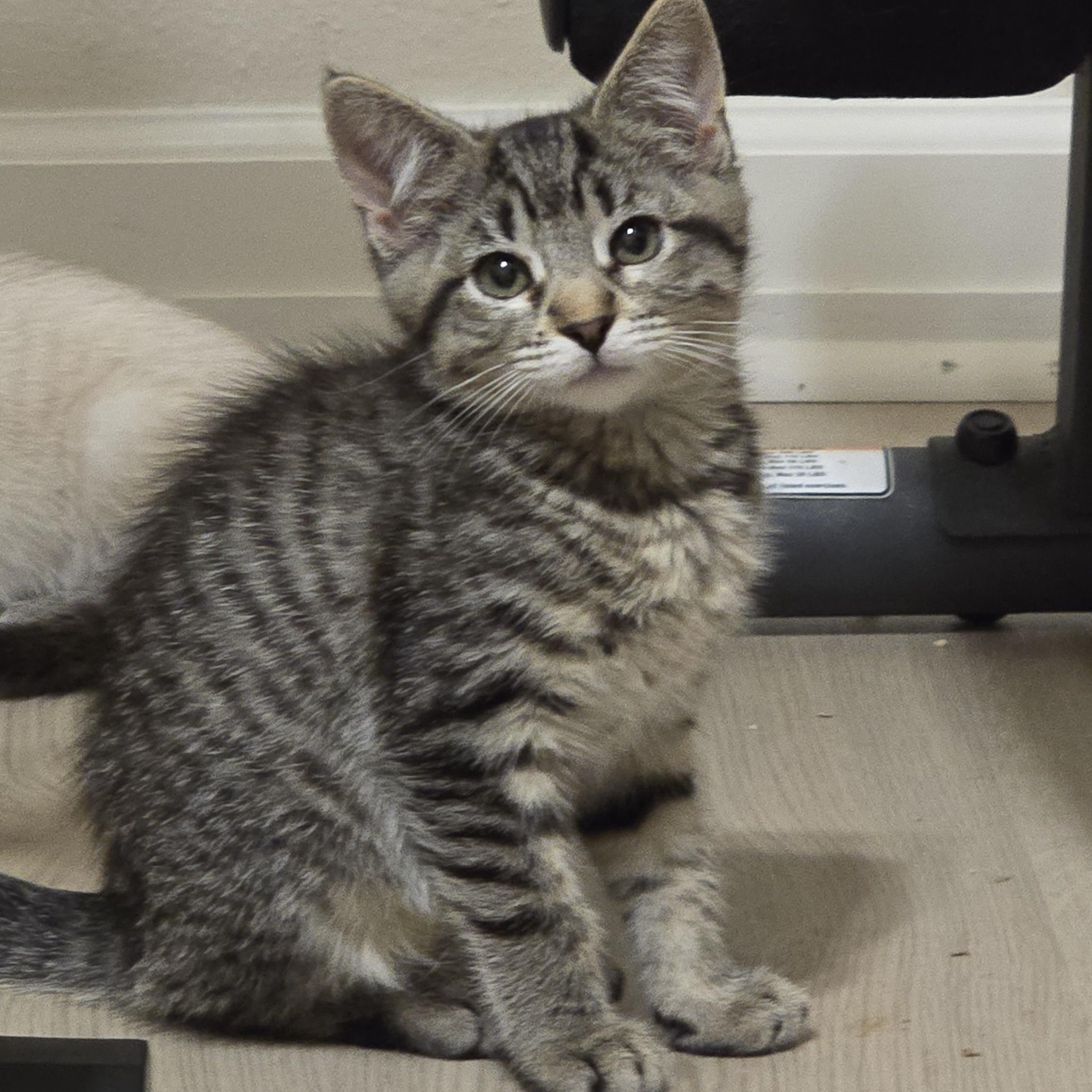 Enlarge Mist, a Adoptable Tabby in Fresno, CA image 1/4