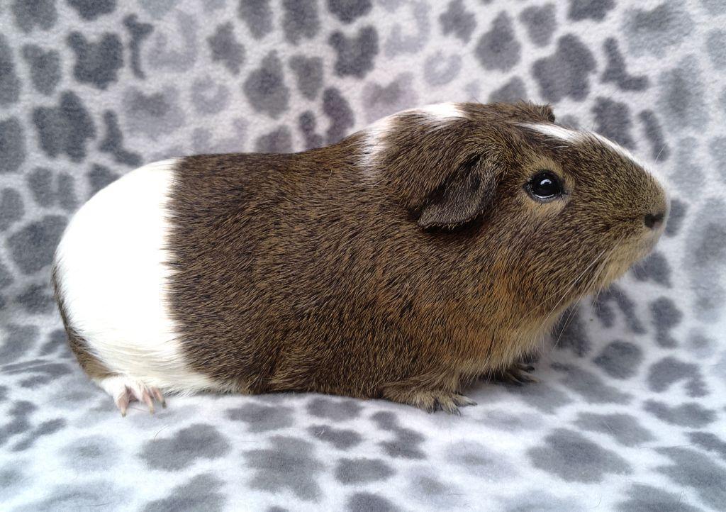 Nugget, an adopted Short-Haired in Goleta, CA image 2/2