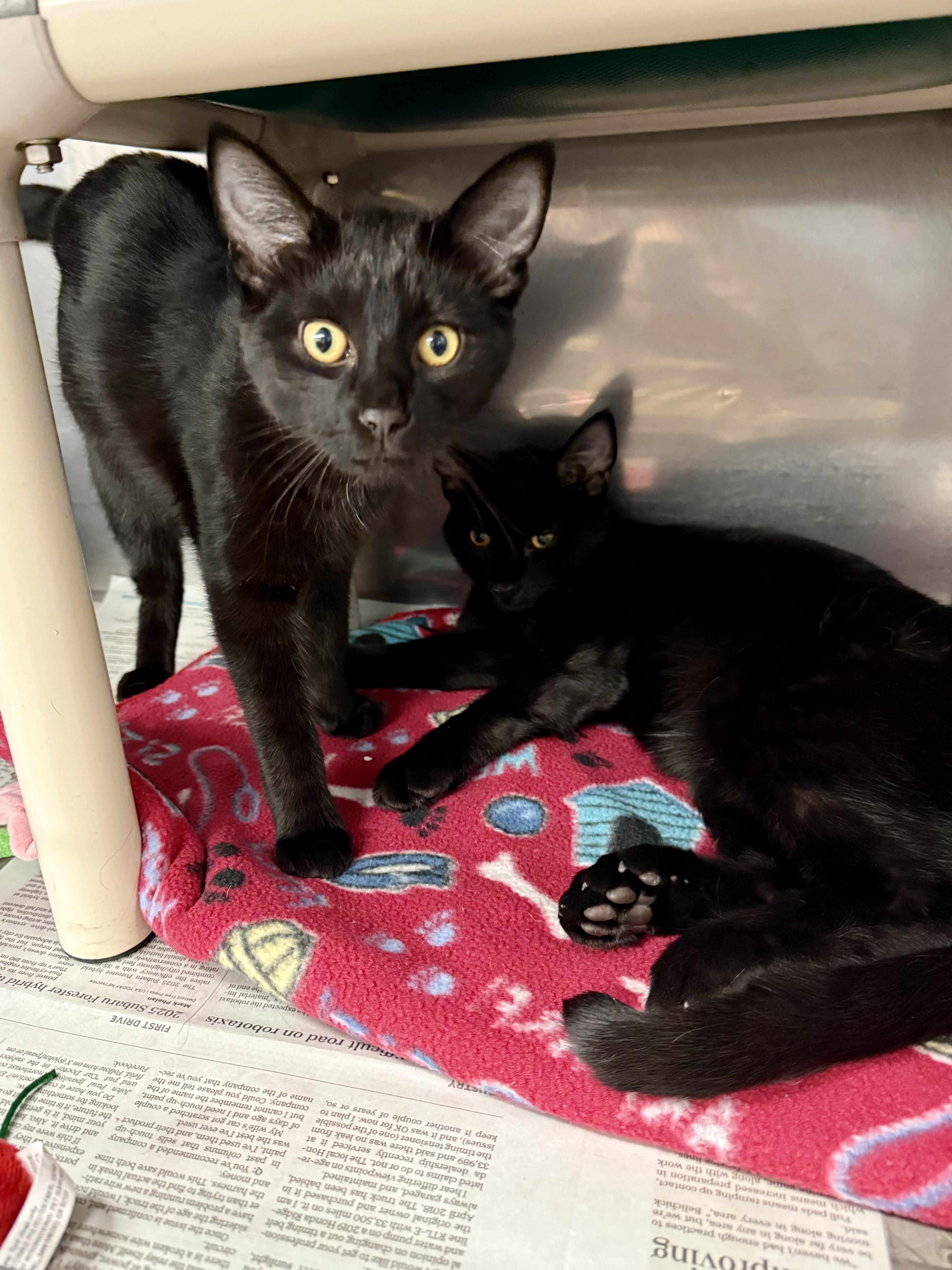 Zac & Zoya (bonded brother & sister)