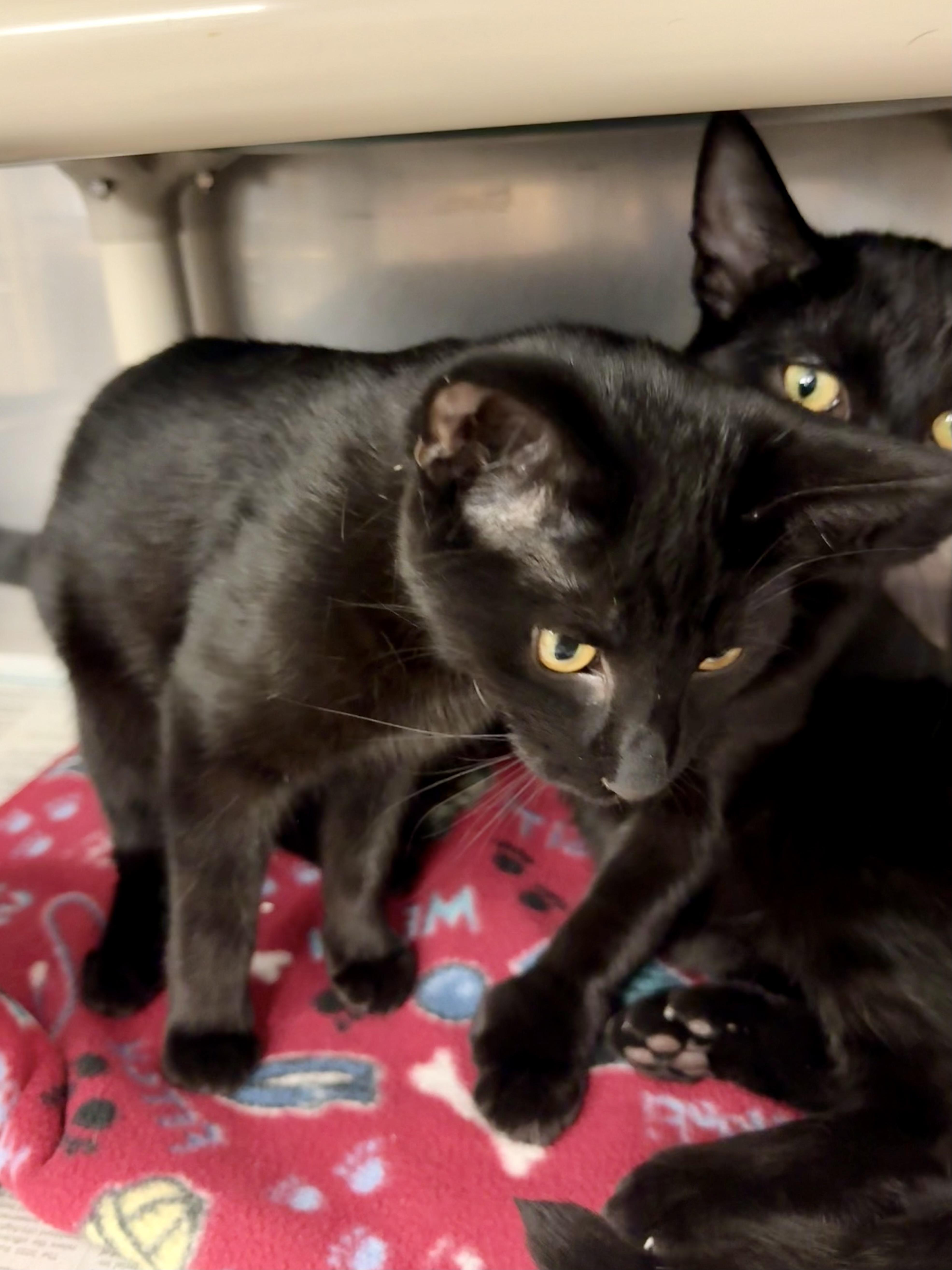 Zac & Zoya (bonded brother & sister)