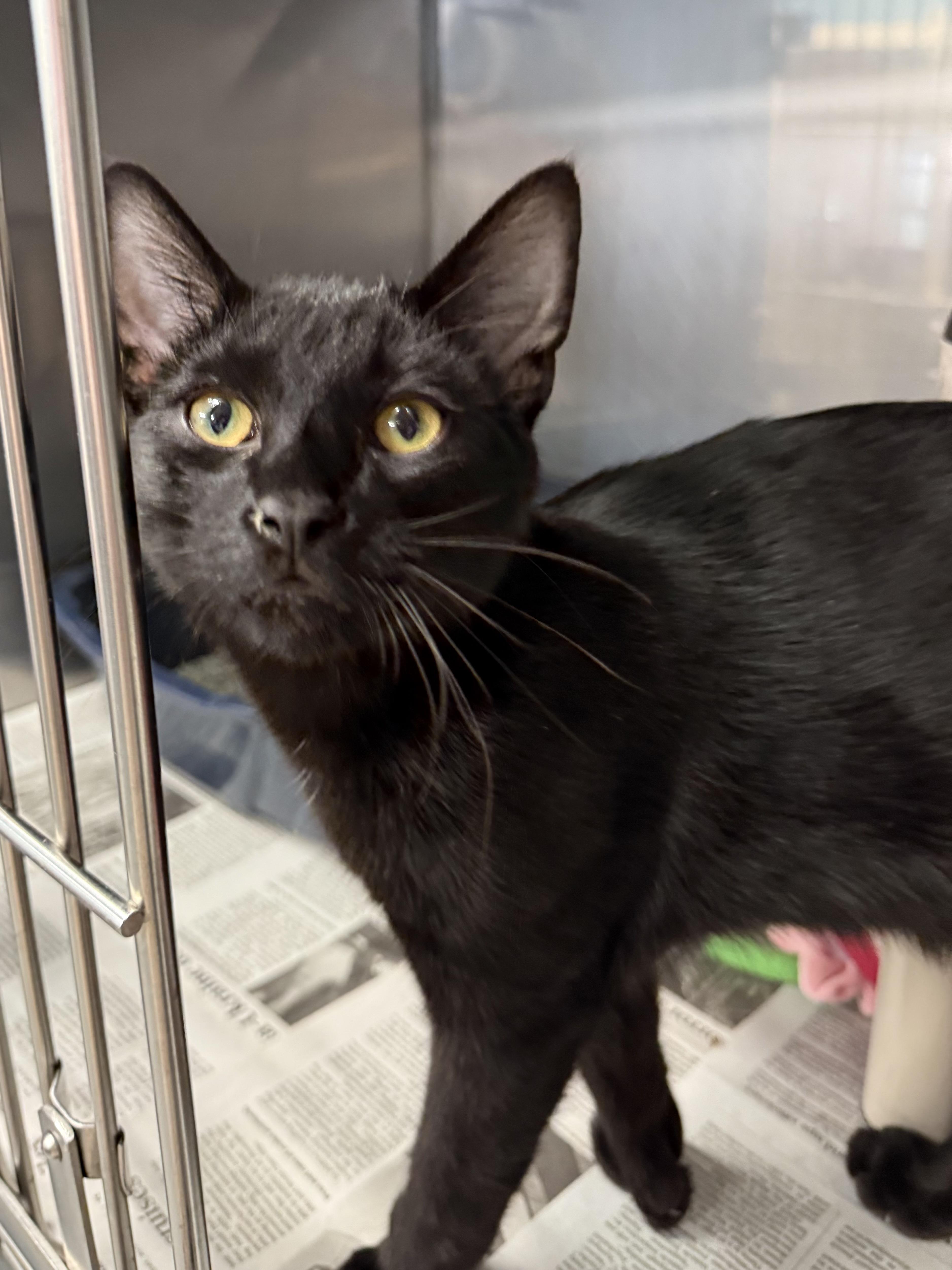 Zac & Zoya (bonded brother & sister)