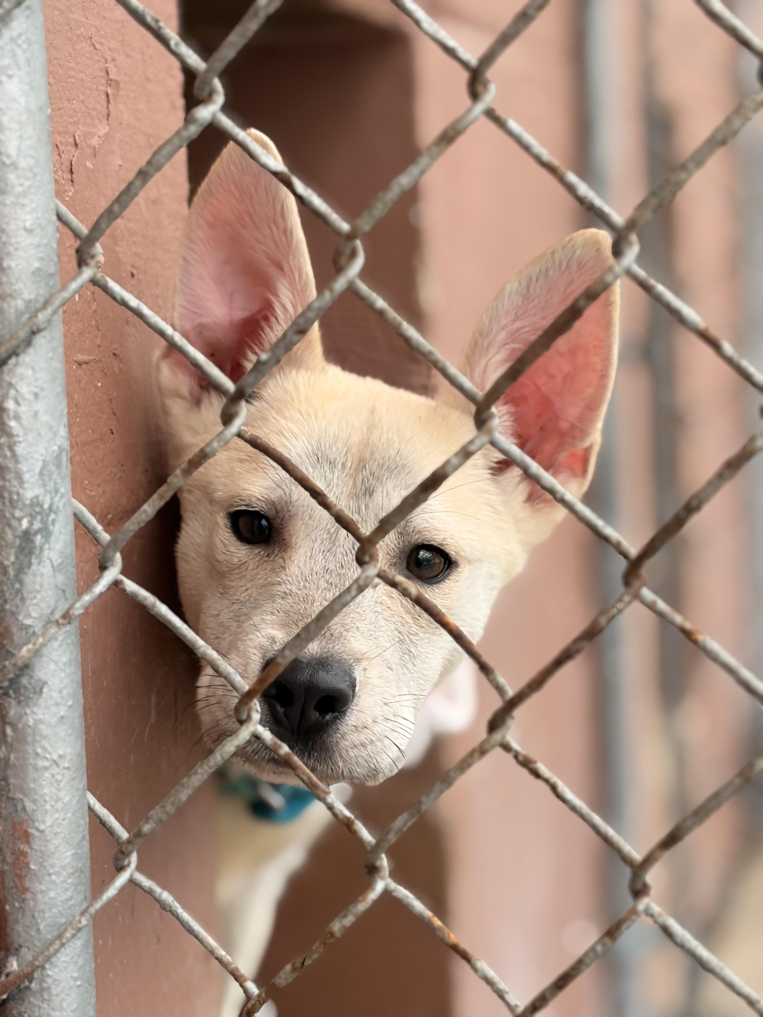 Yuma, a ADOPTABLE Husky in Pittsburgh, PA image 2/4