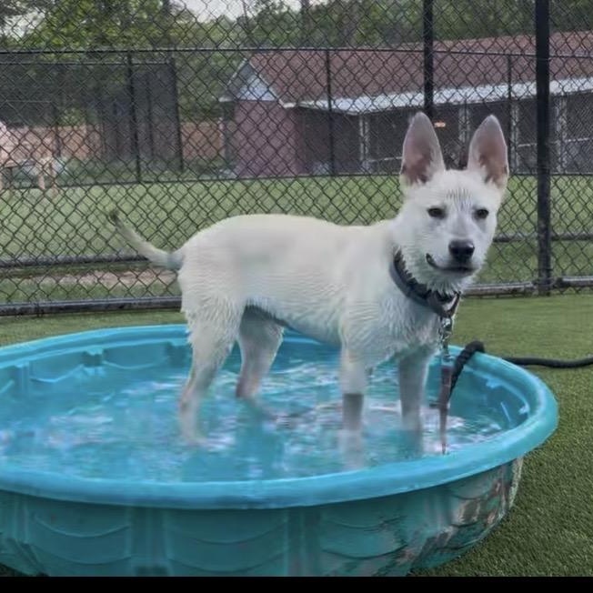 Enlarge Yuma, a ADOPTABLE Husky in Pittsburgh, PA image 2/2