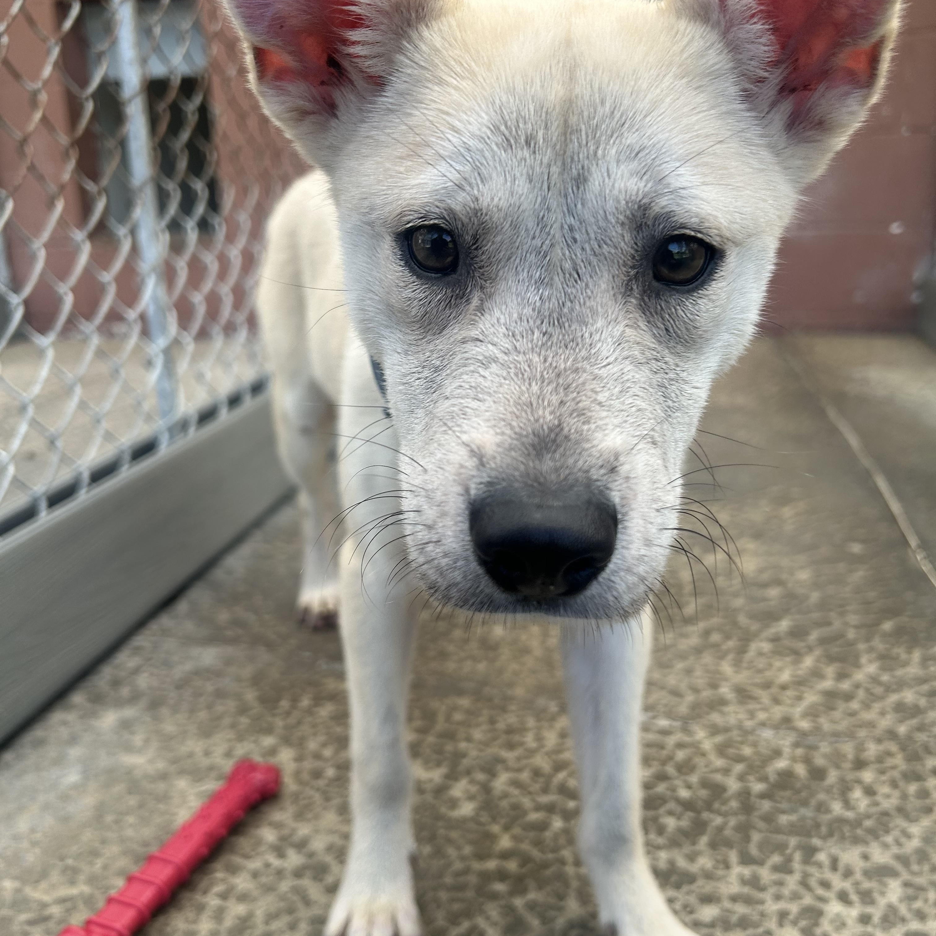 Yuma, ADOPTABLE, Puppy Female Husky.