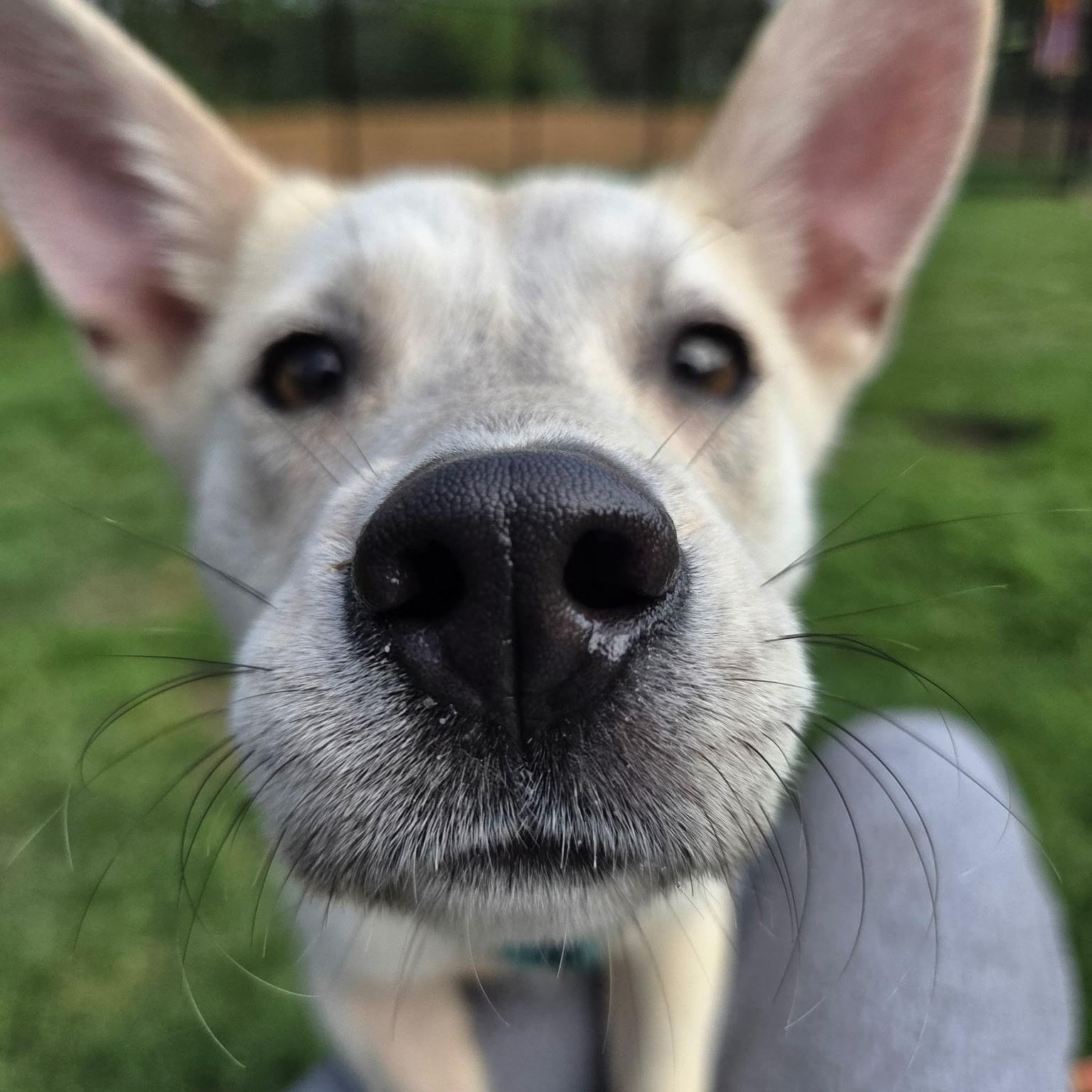 Enlarge Yuma, a ADOPTABLE Husky in Pittsburgh, PA image 1/2