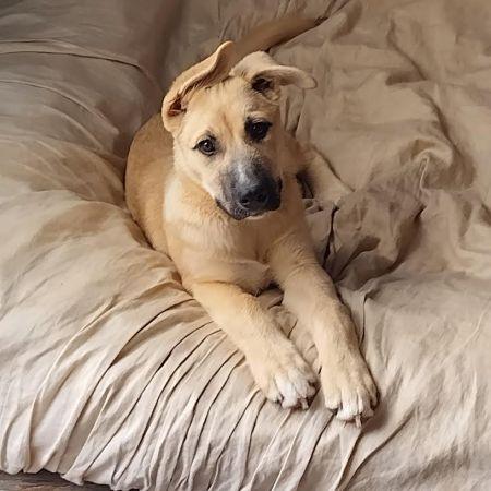 Beth, Adoptable, Puppy Female German Shepherd Dog & Labrador Retriever.