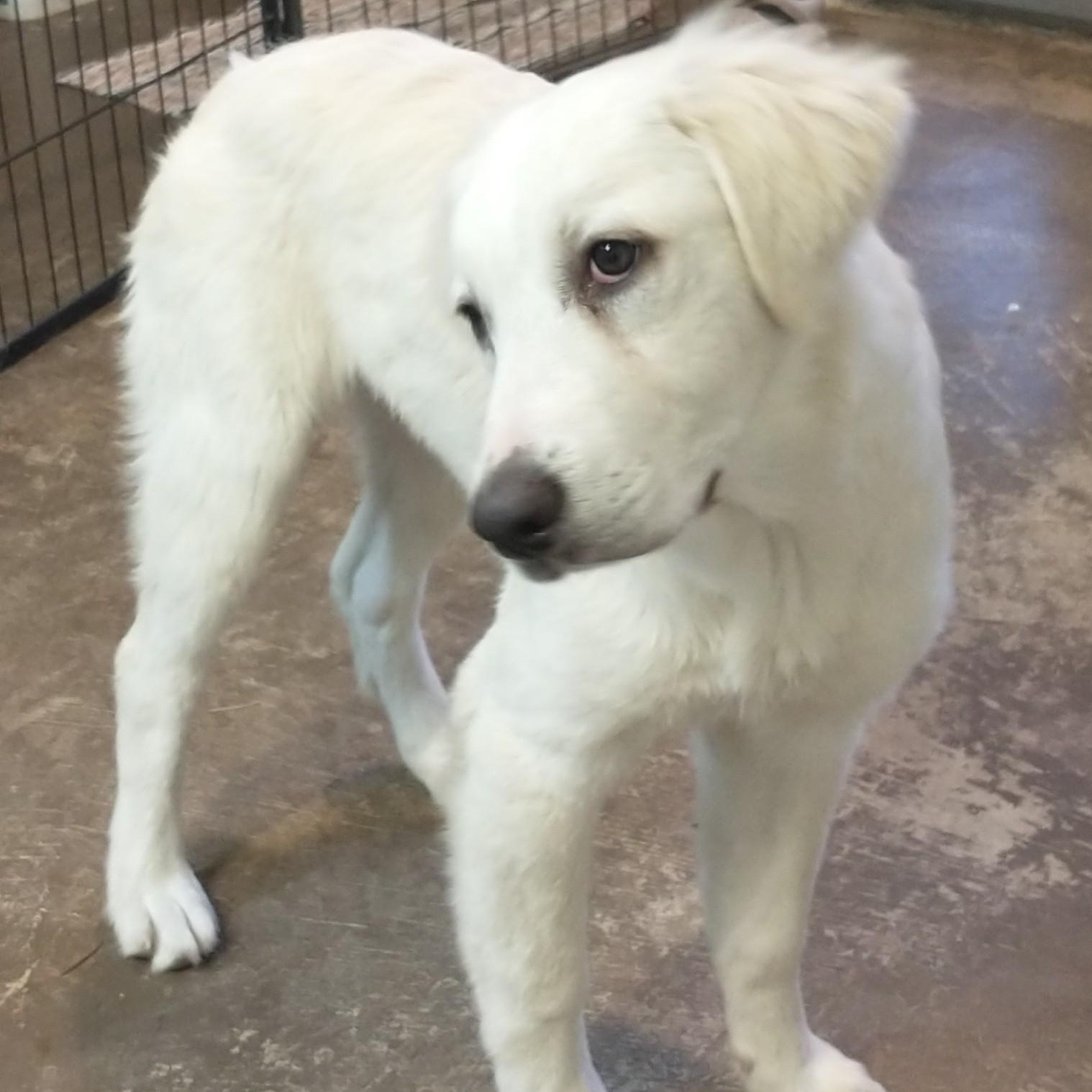 Marshmallow, an adopted Australian Shepherd in Portland, OR image 1/3