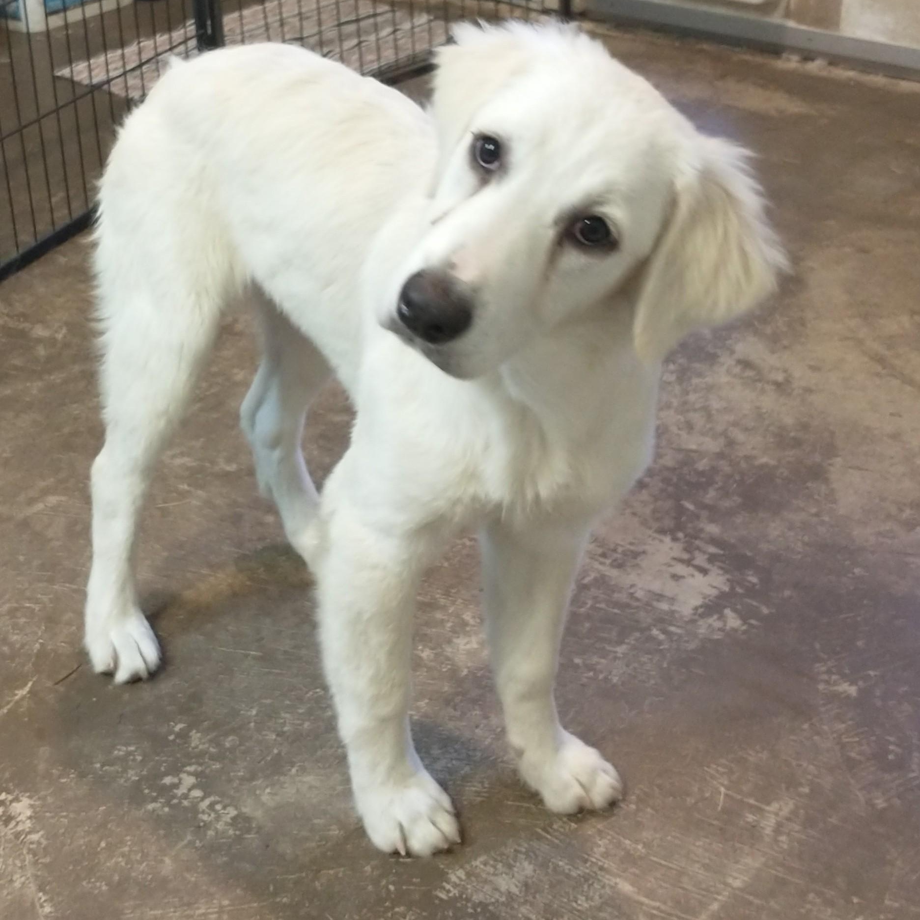 Marshmallow, an adopted Australian Shepherd in Portland, OR image 2/3
