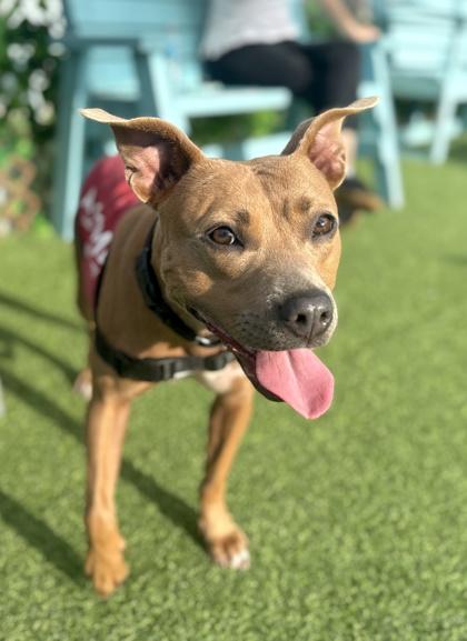 Tootsie, Adoptable, Adult Female Terrier & Mixed Breed.