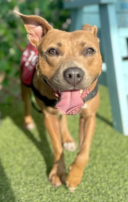 Enlarge Tootsie, a Adoptable mixed breed in Palm Coast, FL image 2/3