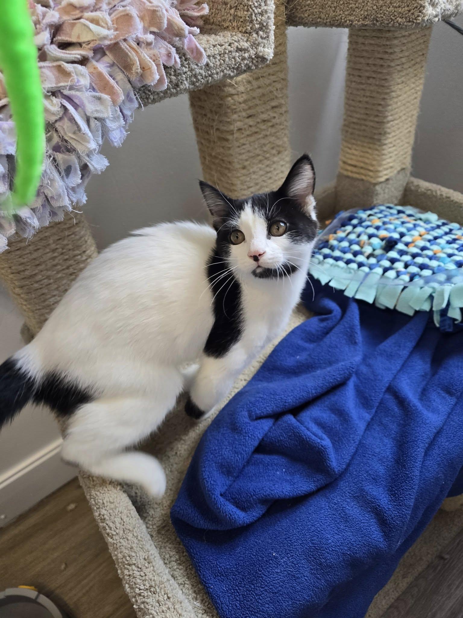 Enlarge Max, an adopted Domestic Short Hair in Prineville, OR image 1/1