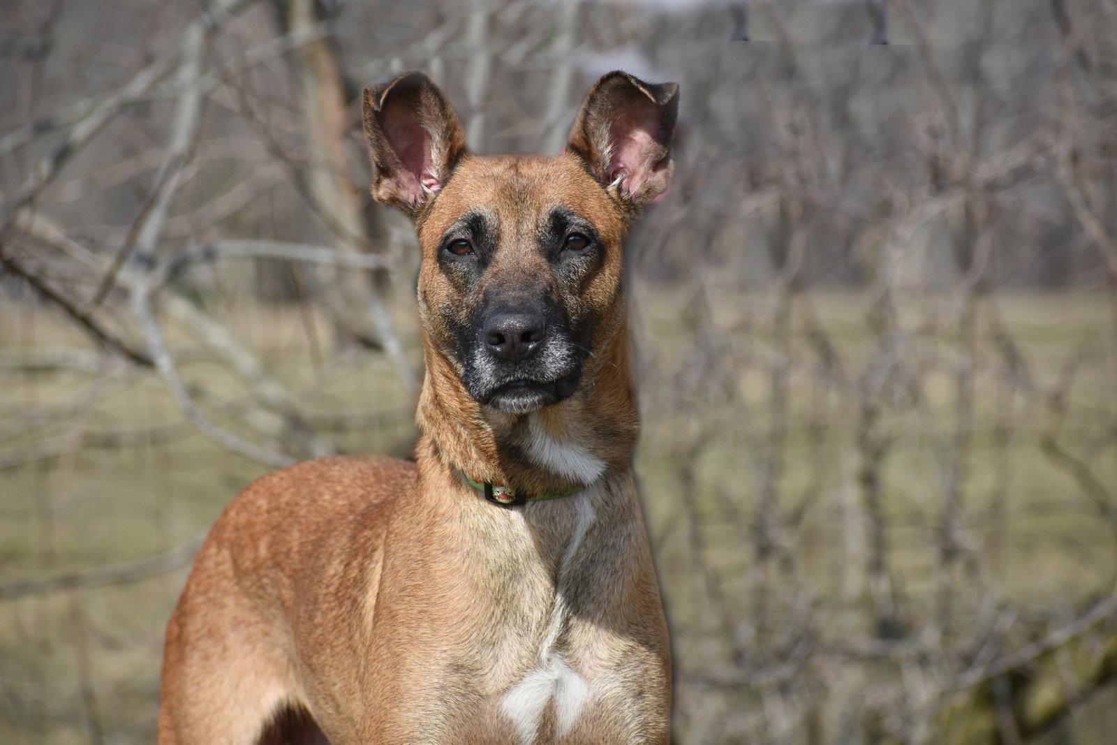 June aka Juno, Adoptable, Adult Female Belgian Shepherd / Malinois.