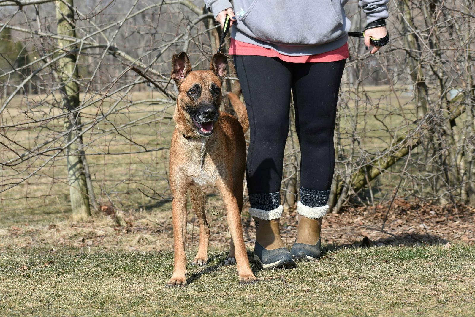 Enlarge June aka Juno, a Adoptable Belgian Shepherd / Malinois in Spring Lake, NJ image 2/3