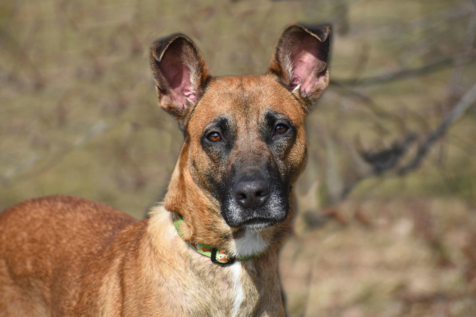 Enlarge June aka Juno, a Adoptable Belgian Shepherd / Malinois in Spring Lake, NJ image 3/3