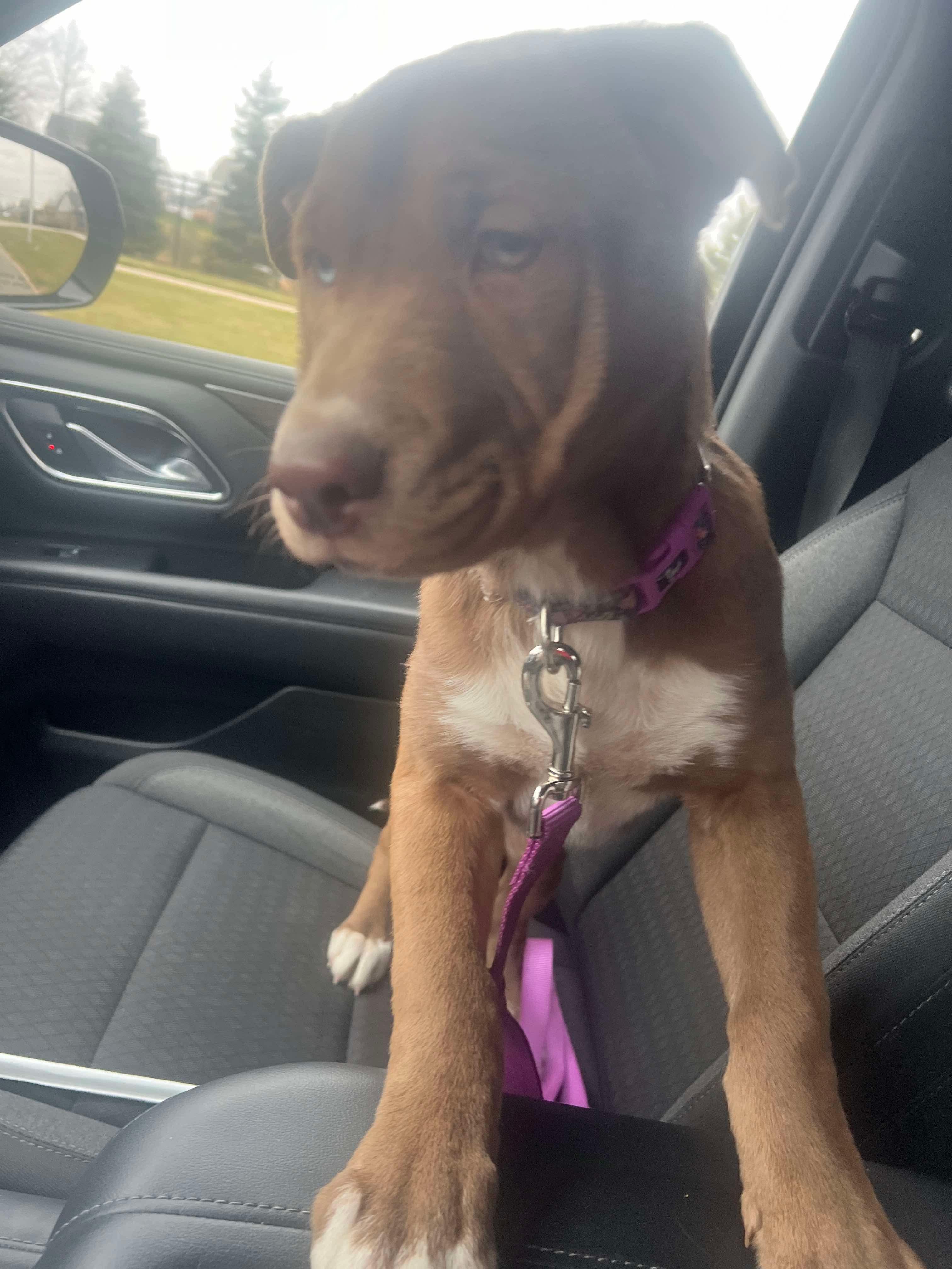 Colt, a Adoptable mixed breed image 2/5