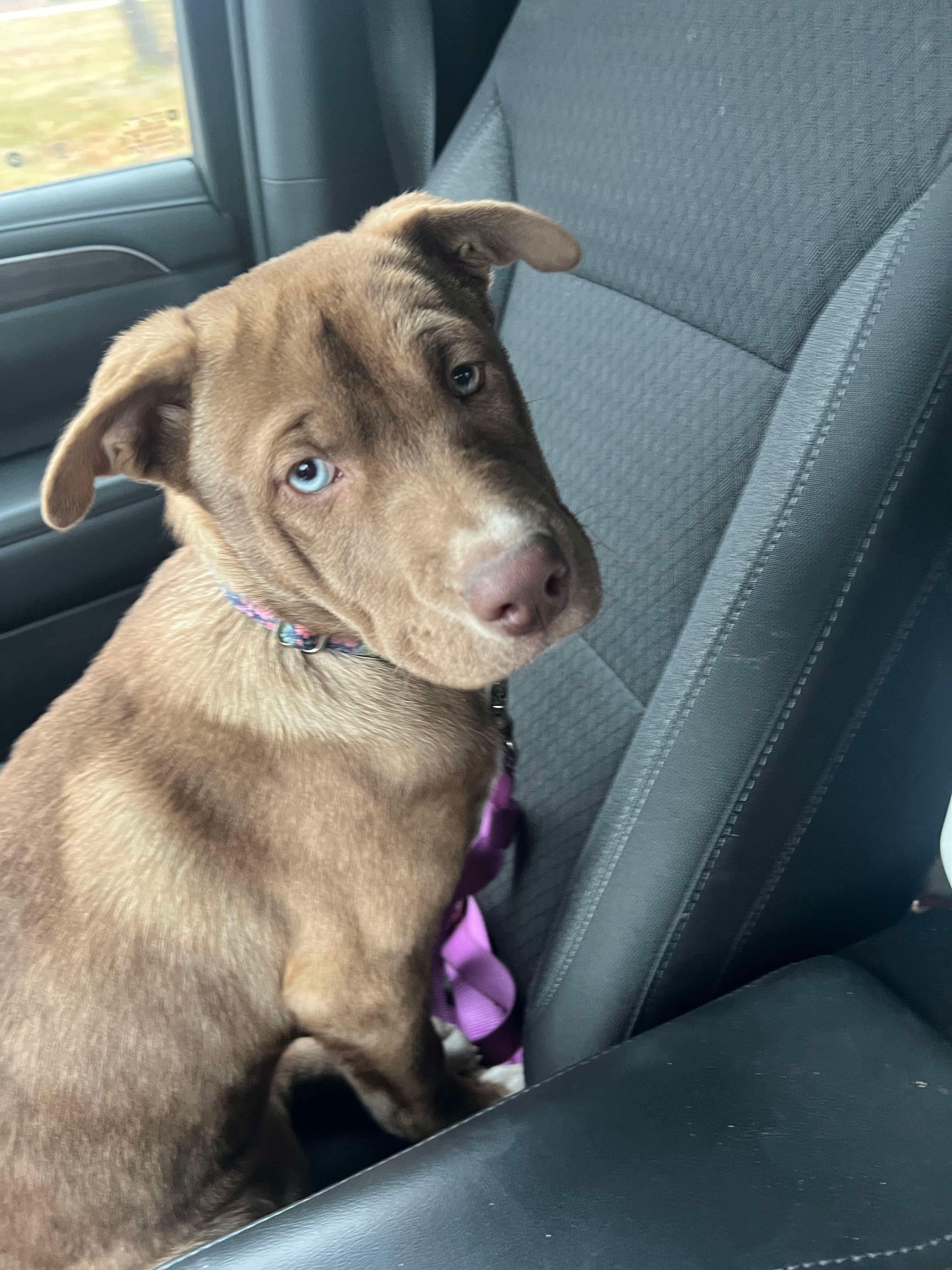 Colt, a Adoptable mixed breed image 3/5