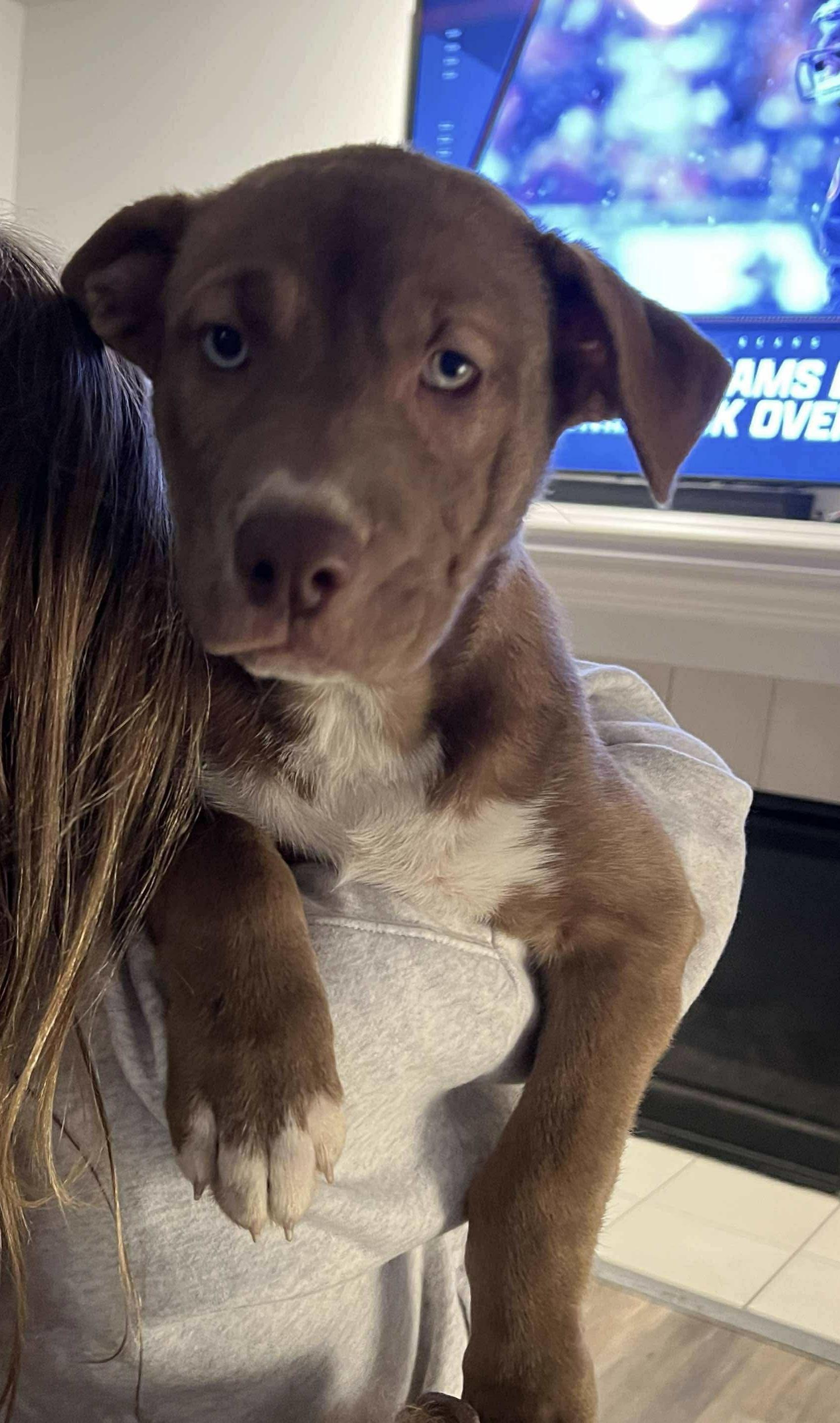 Colt, a Adoptable mixed breed image 4/5