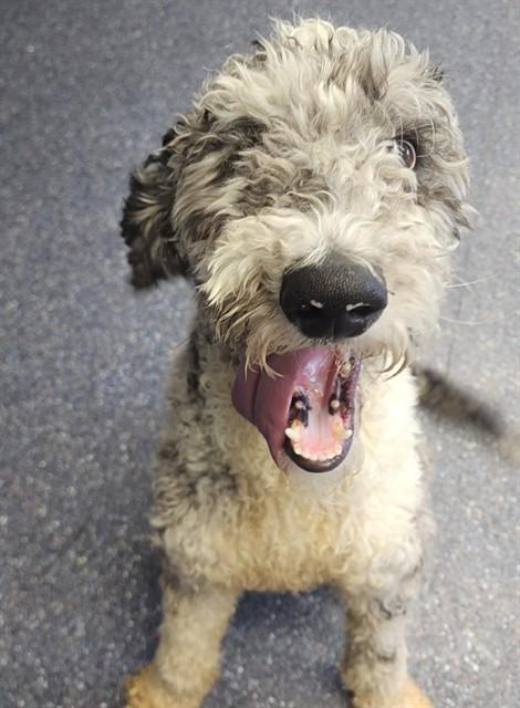 FRECKLES, Adoptable, Adult Male Poodle.