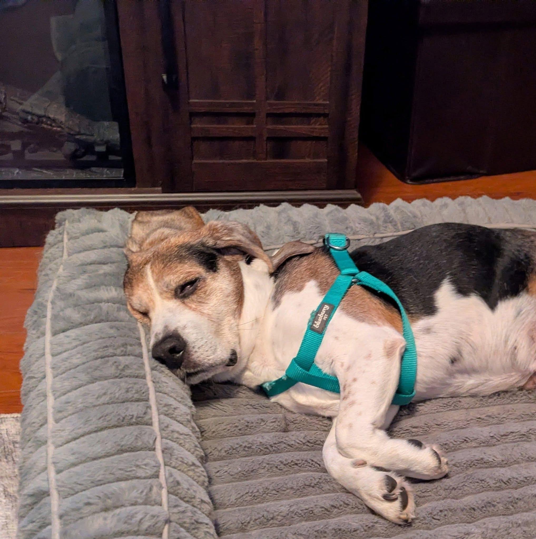 Enlarge Clarence, a Adoptable Beagle in Herscher, IL image 1/6