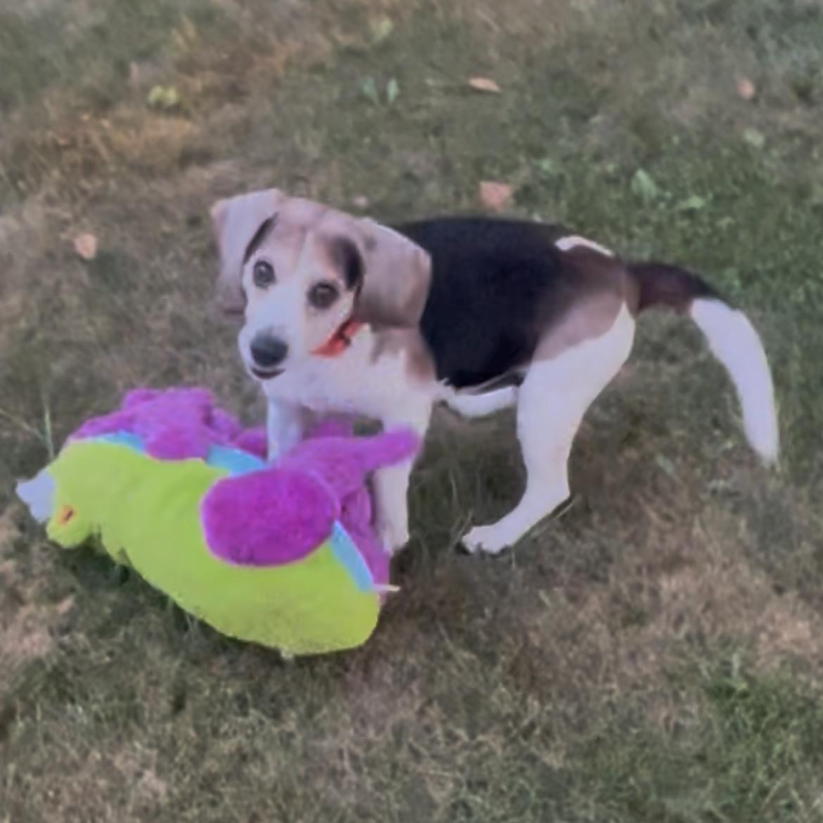 Enlarge Clarence, a Adoptable Beagle in Herscher, IL image 4/6
