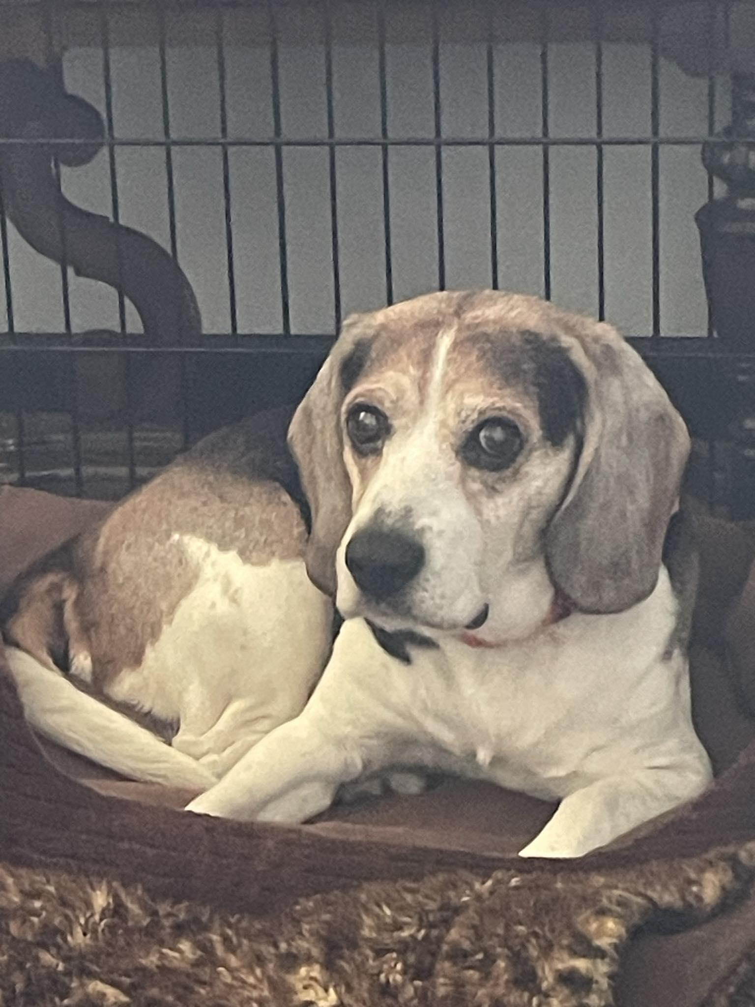 Enlarge Clarence, a Adoptable Beagle in Herscher, IL image 6/6