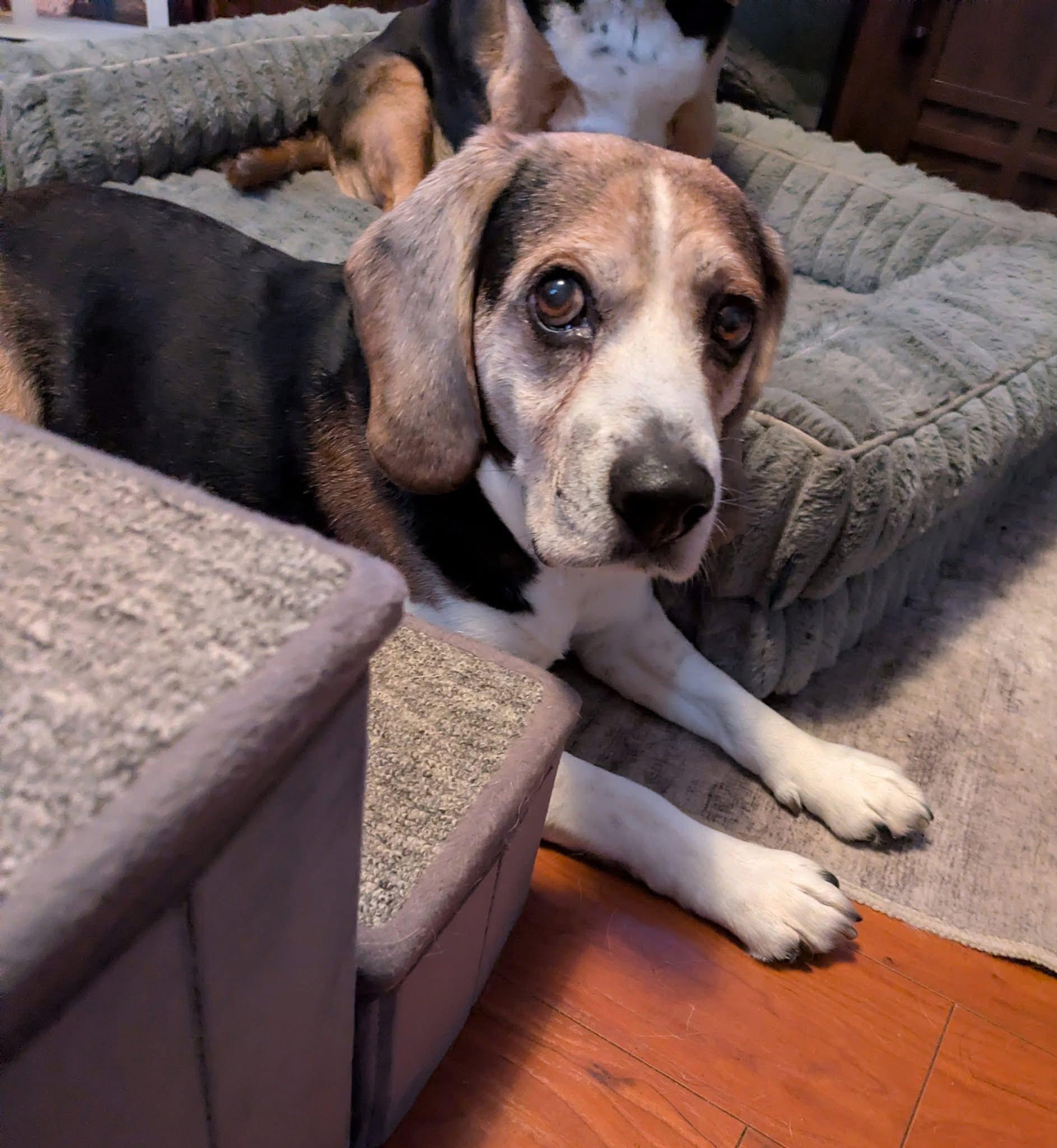 Enlarge Clarence, a Adoptable Beagle in Herscher, IL image 3/6