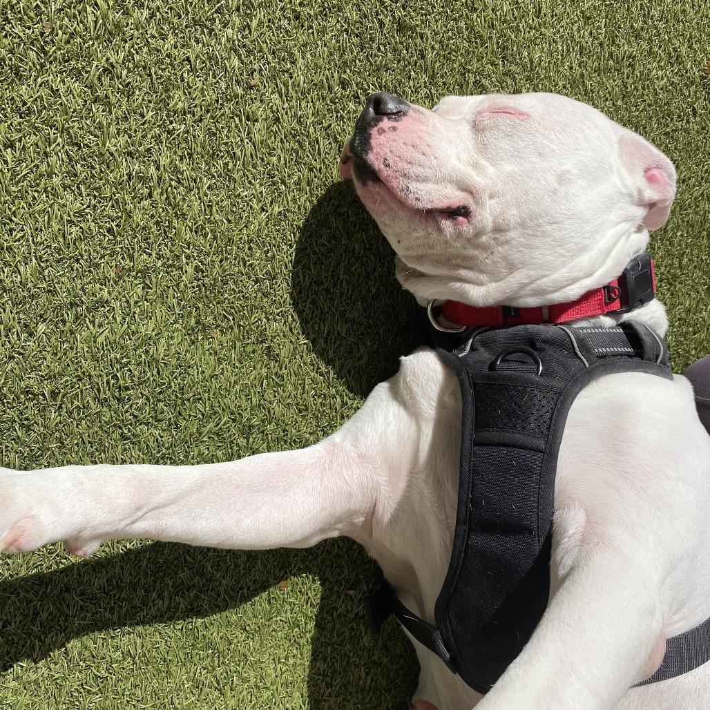 Enlarge Jazzy, a Adoptable mixed breed in Titusville, FL image 2/6