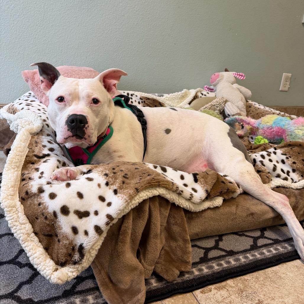 Enlarge Jazzy, a Adoptable mixed breed in Titusville, FL image 2/6