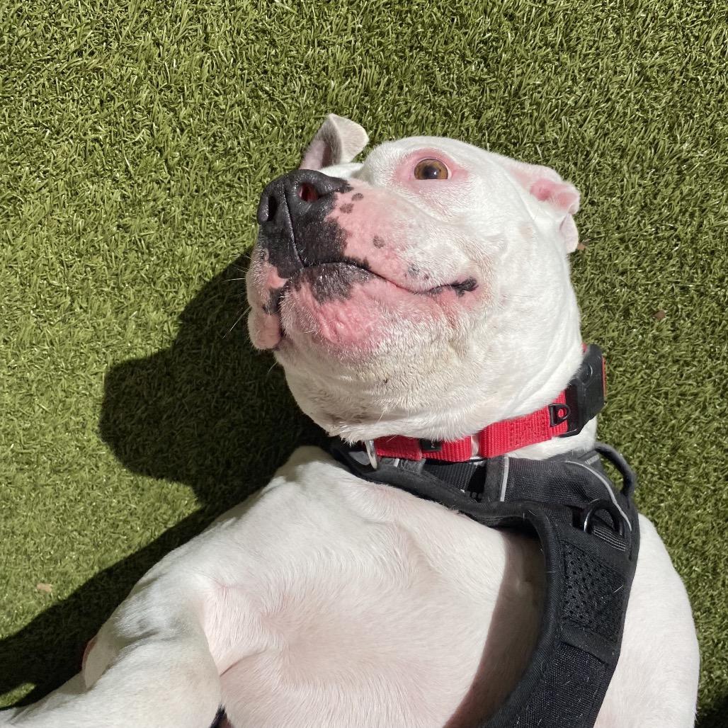 Enlarge Jazzy, a Adoptable mixed breed in Titusville, FL image 6/6