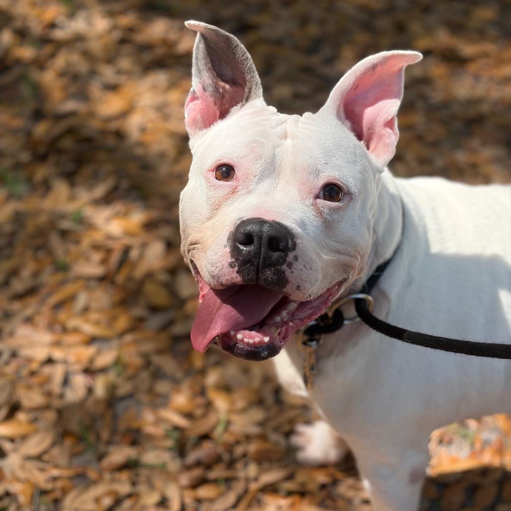 Enlarge Jazzy, a Adoptable mixed breed in Titusville, FL image 6/6