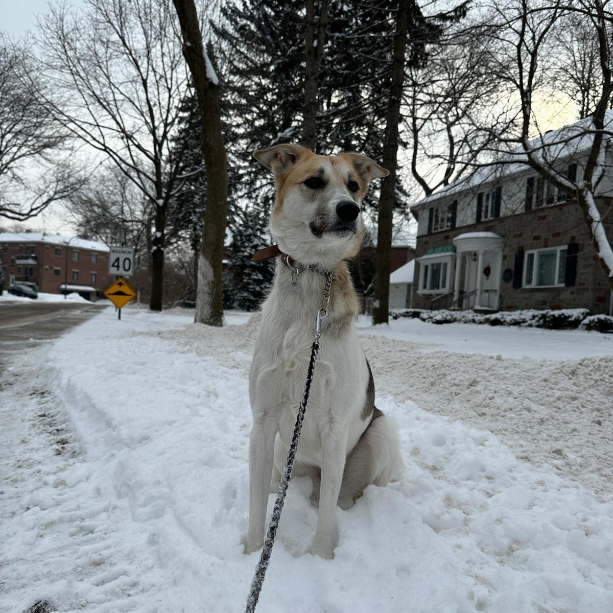 OAKLEE, a Adoptable mixed breed in Pierrefonds, QC image 4/5