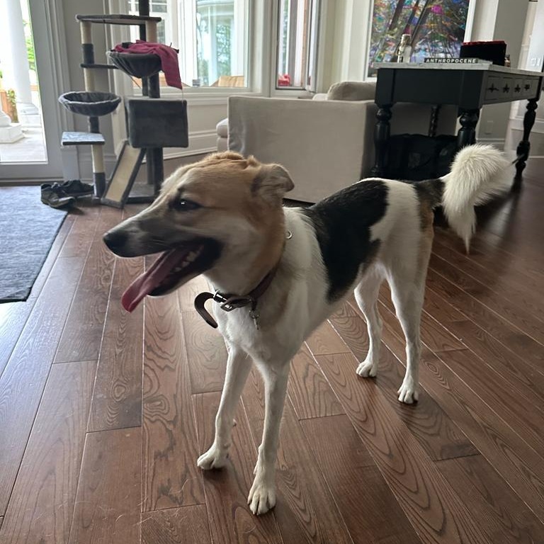 OAKLEE, a Adoptable mixed breed in Pierrefonds, QC image 5/5