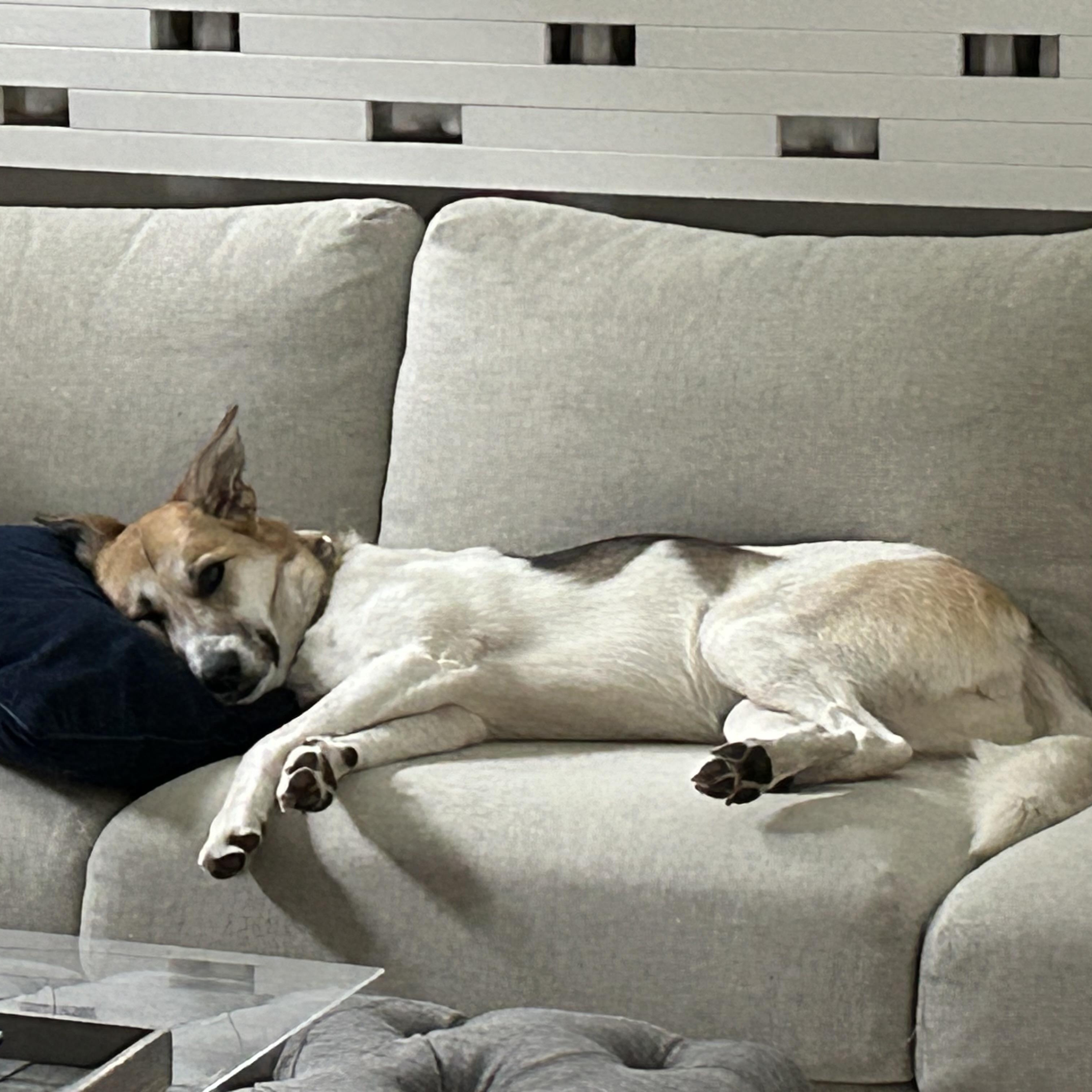 OAKLEE, a Adoptable mixed breed in Pierrefonds, QC image 2/5