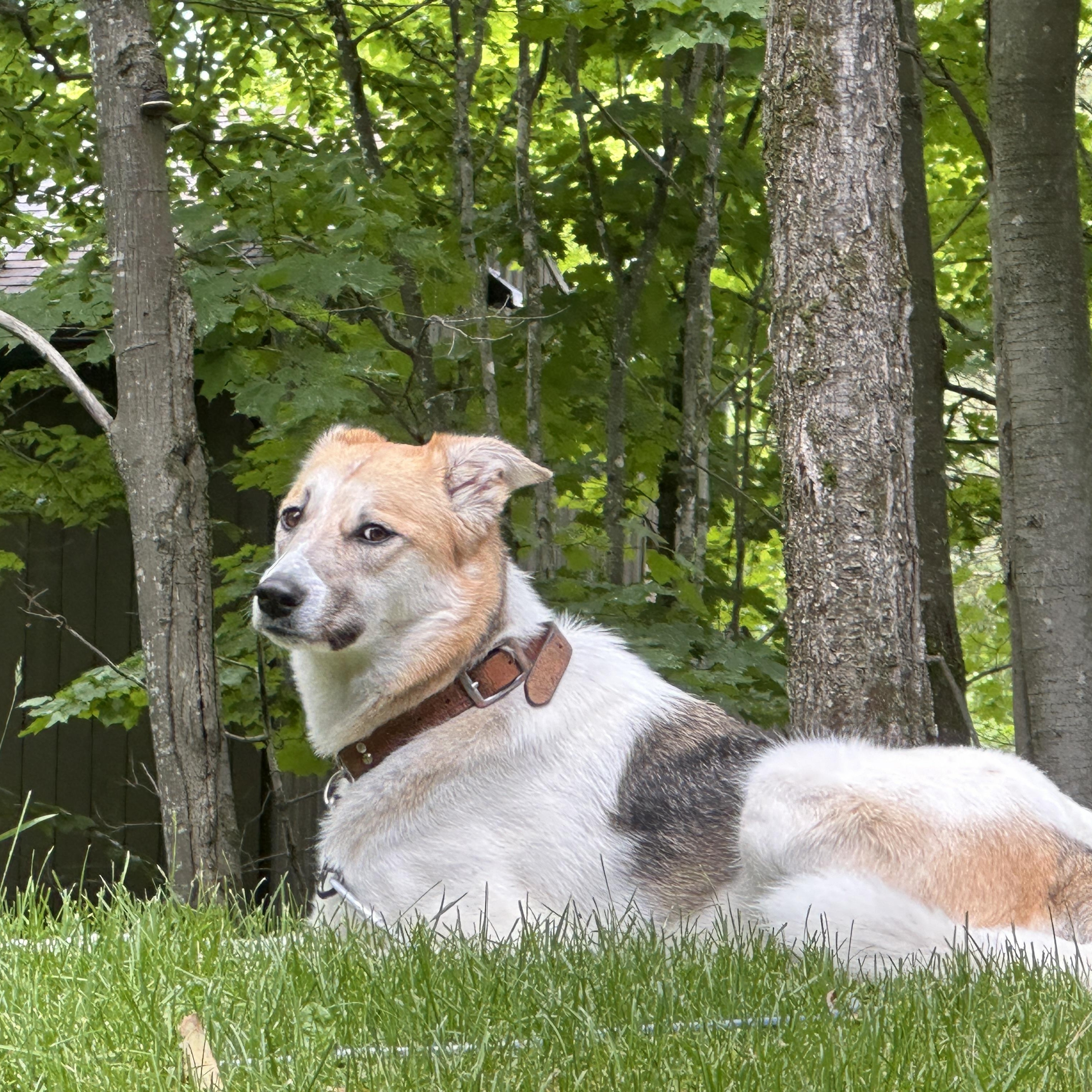 OAKLEE, a Adoptable mixed breed in Pierrefonds, QC image 3/5