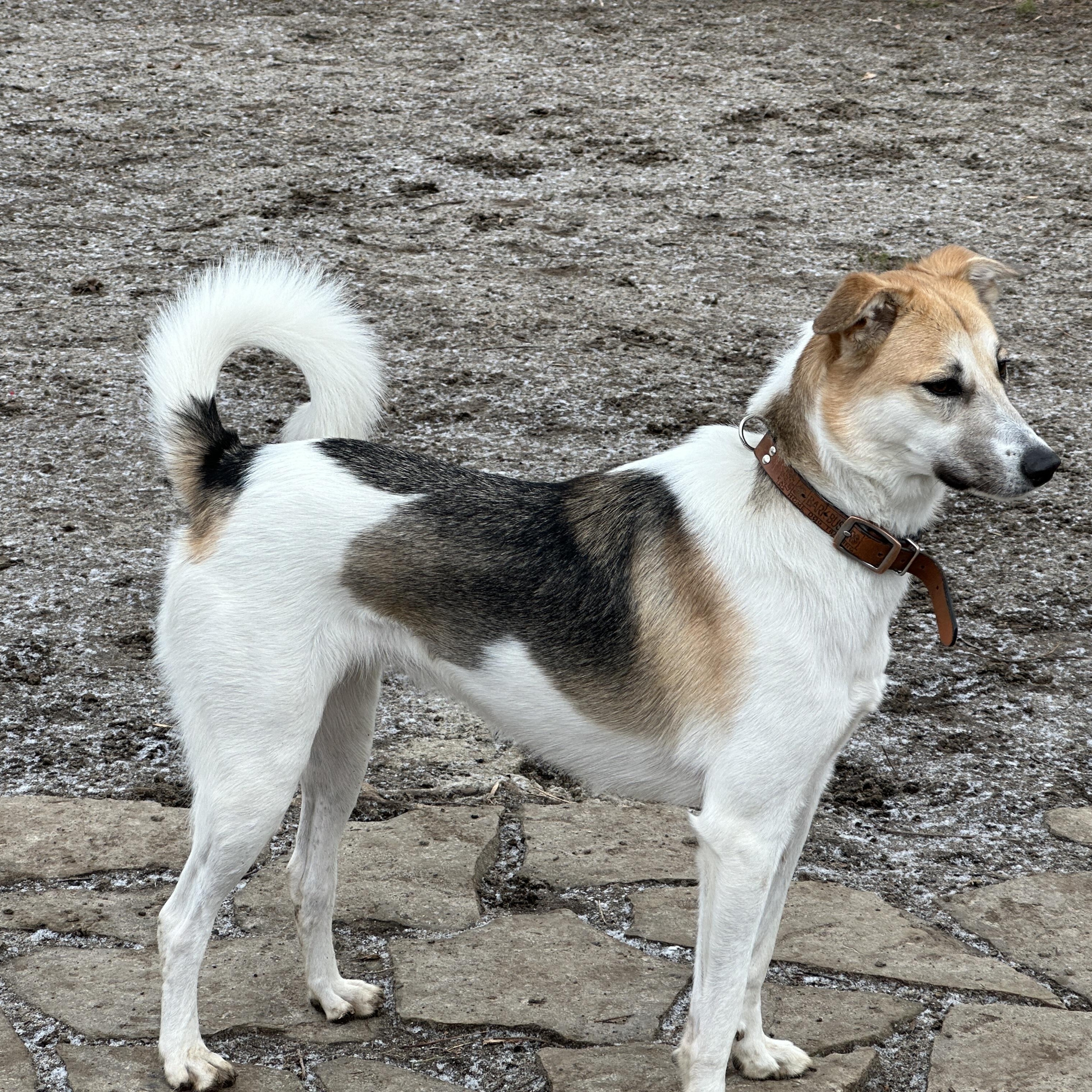 OAKLEE, Adoptable, Adult Female Shepherd.