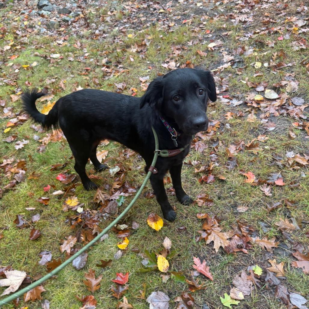 Enlarge Mika, a Adoptable mixed breed in Kennebunk, ME image 1/4