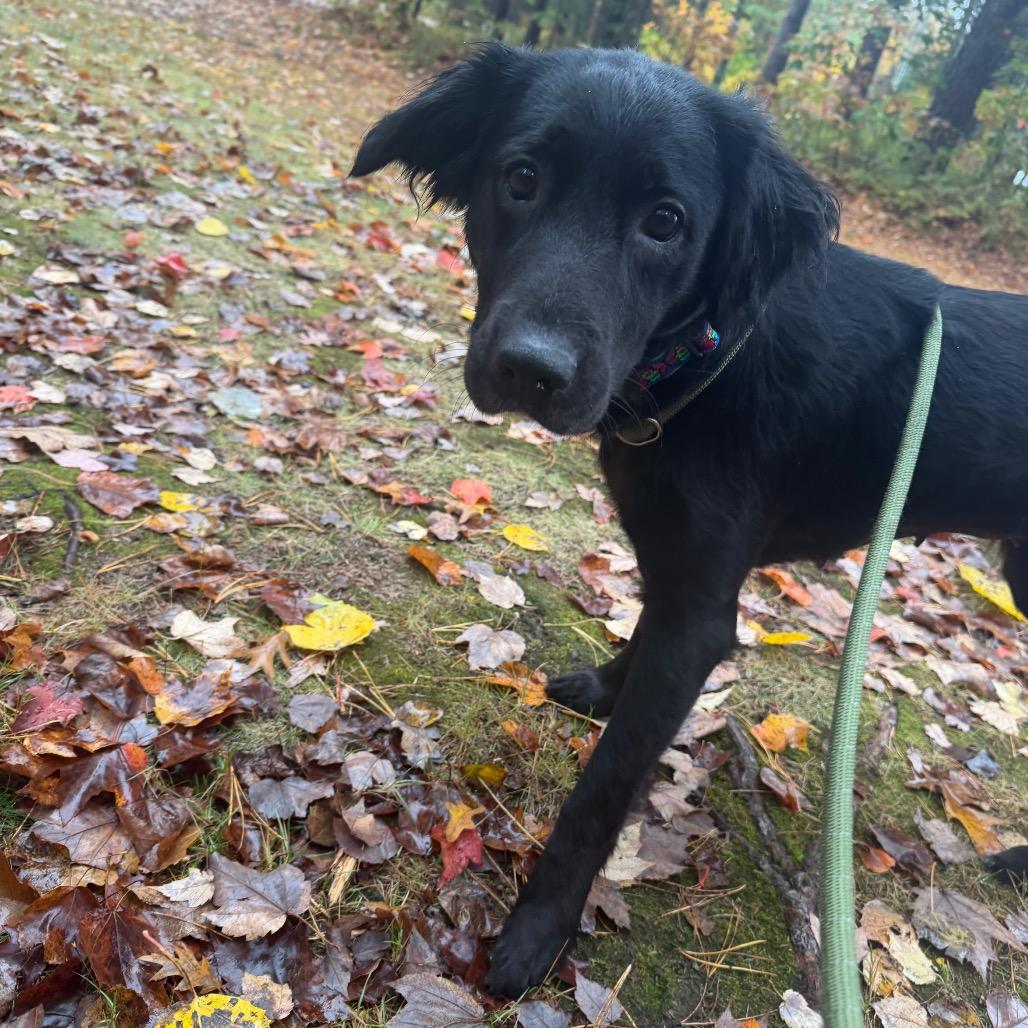 Enlarge Mika, a Adoptable mixed breed in Kennebunk, ME image 2/4