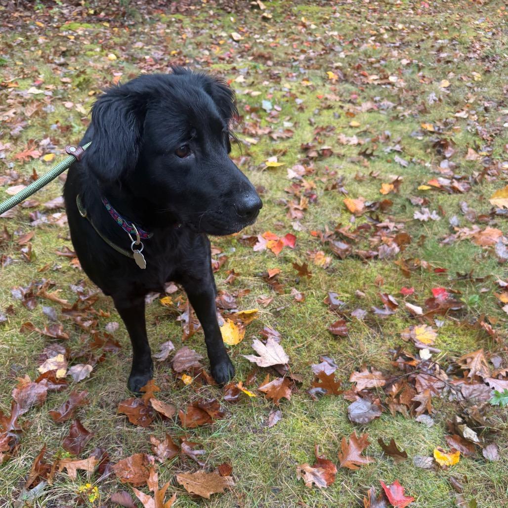 Enlarge Mika, a Adoptable mixed breed in Kennebunk, ME image 3/4