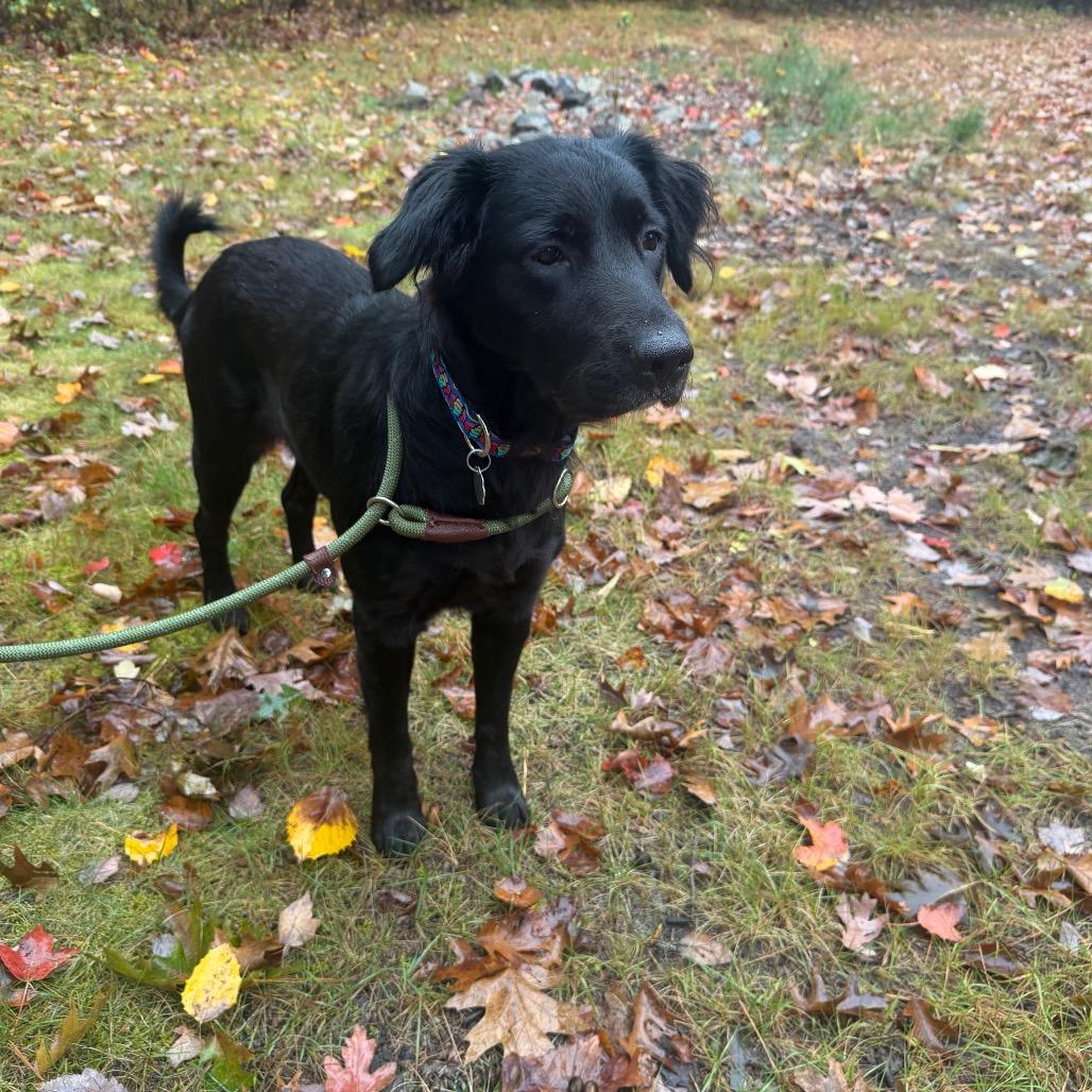 Enlarge Mika, a Adoptable mixed breed in Kennebunk, ME image 4/4