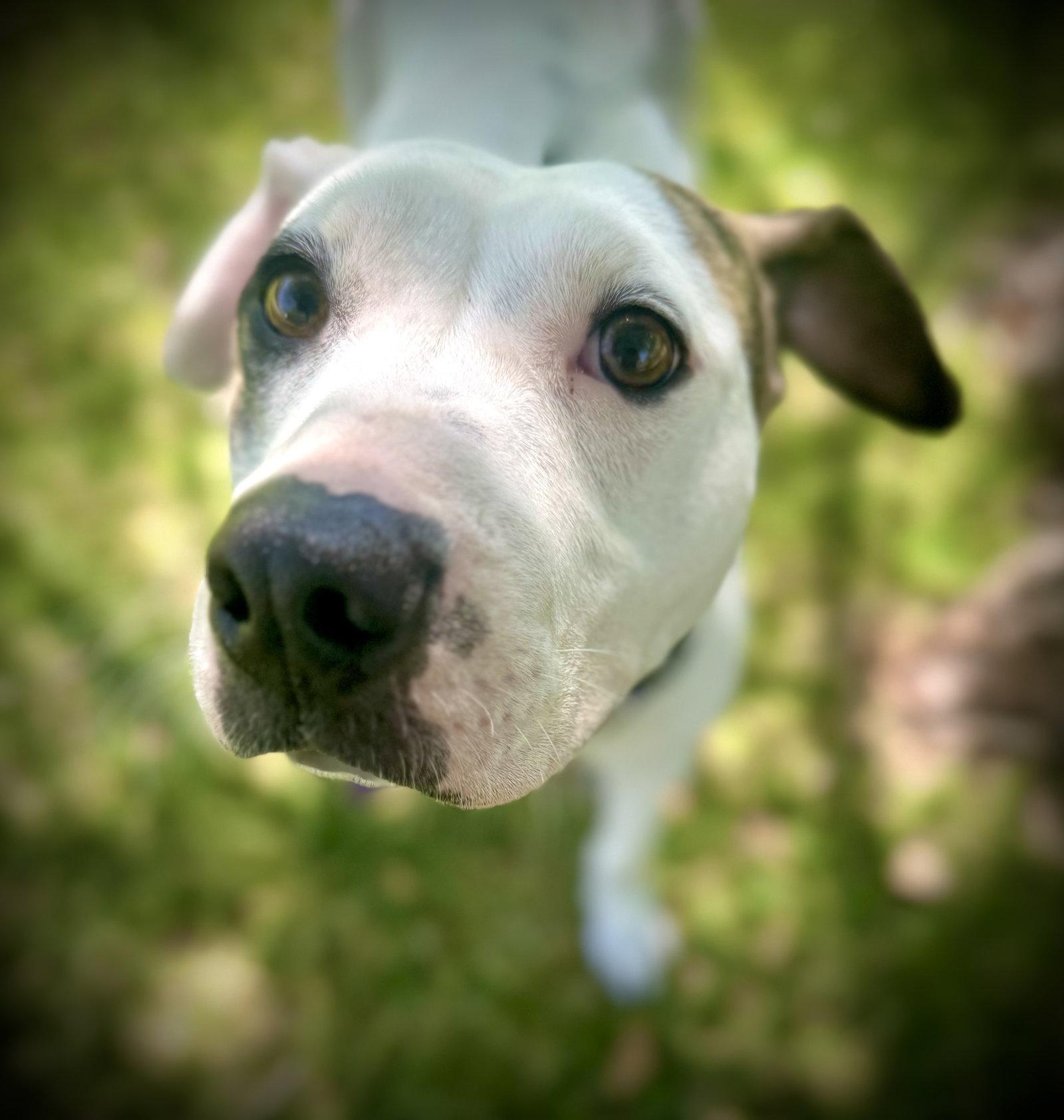 Enlarge Calliope (Callie), a Adopted Pit Bull Terrier in Pleasanton, TX image 1/3